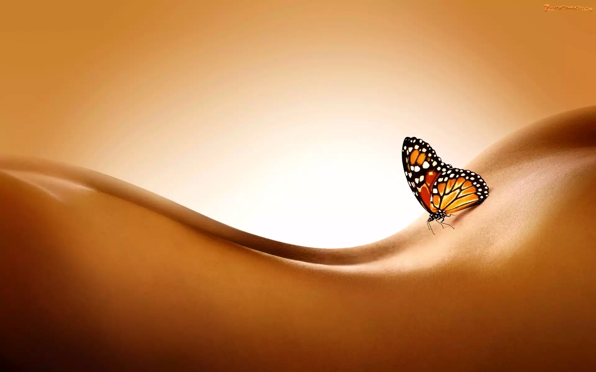 Motyl, Ciało, Kobiety