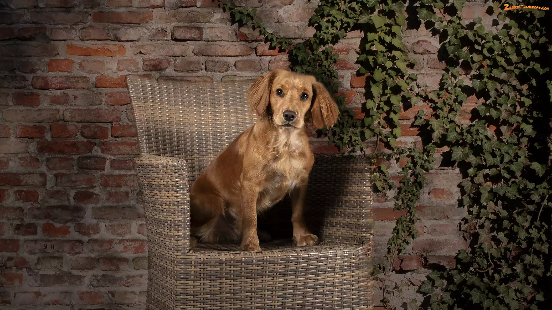 Bluszcz, Ściana, Working cocker spaniel, Pies, Fotel