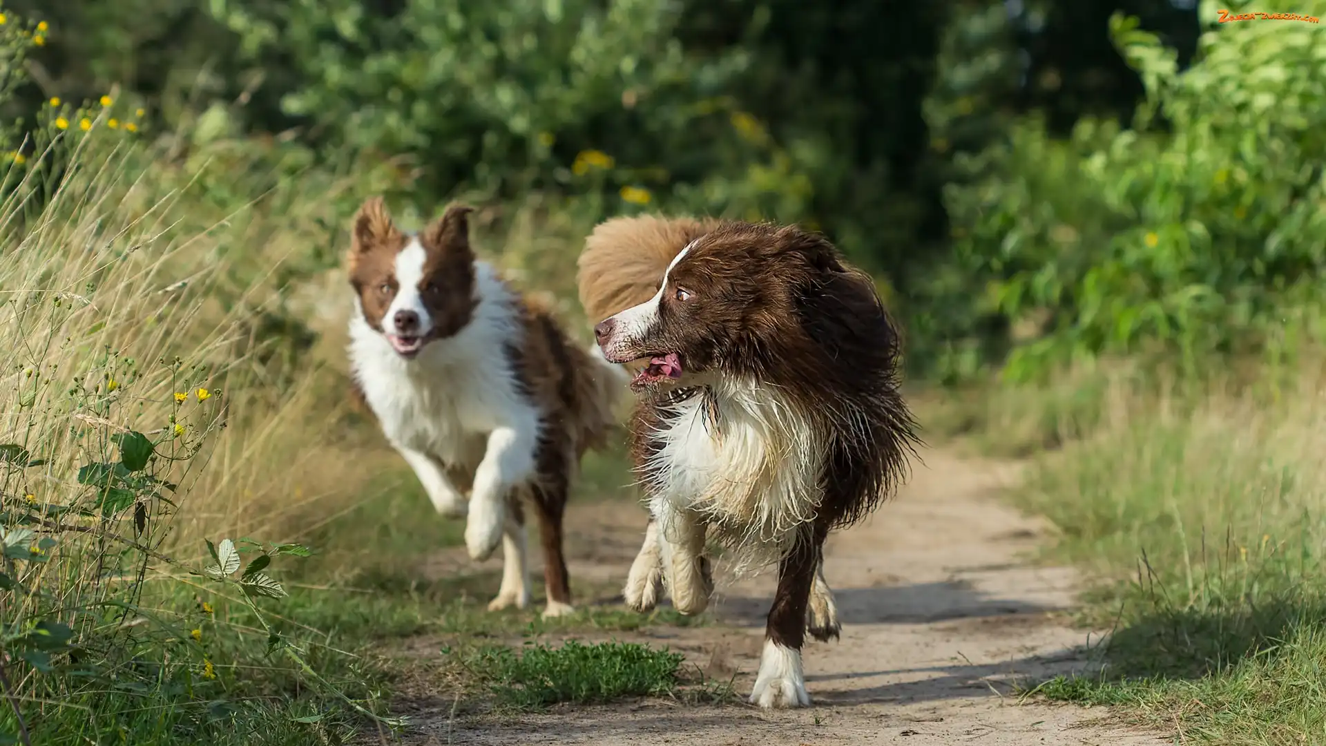 Ścieżka, Trawy, Biegnące, Psy, Border collie