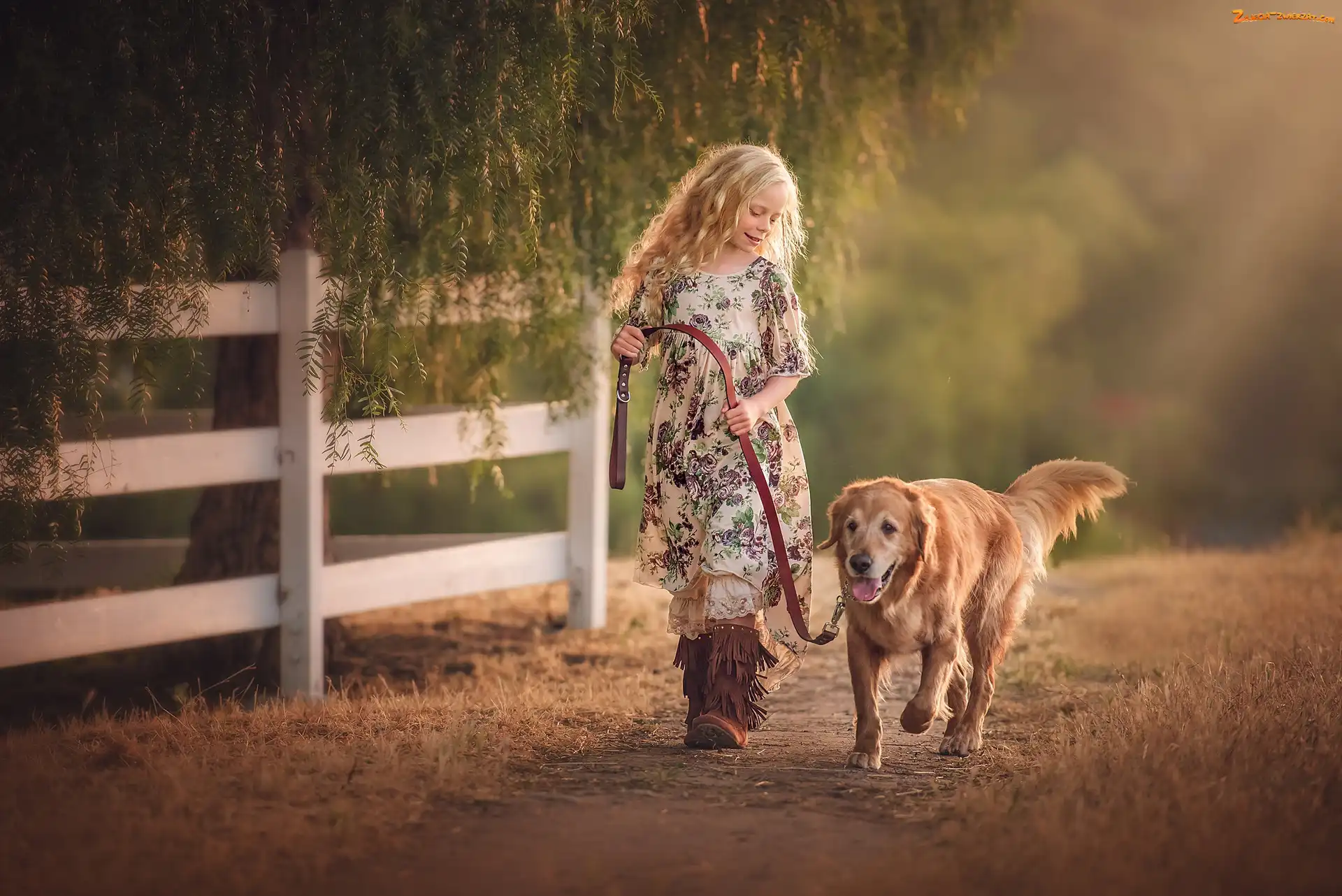 Spacer, Ścieżka, Drzewo, Pies, Golden retriever, Płot, Dziewczynka