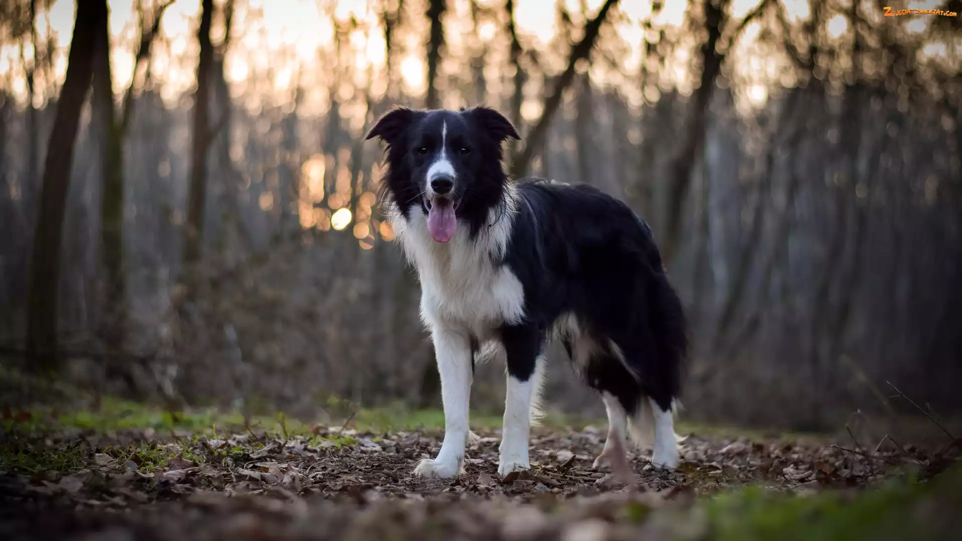 Ściółka, Drzewa, Border collie, Pies, Las