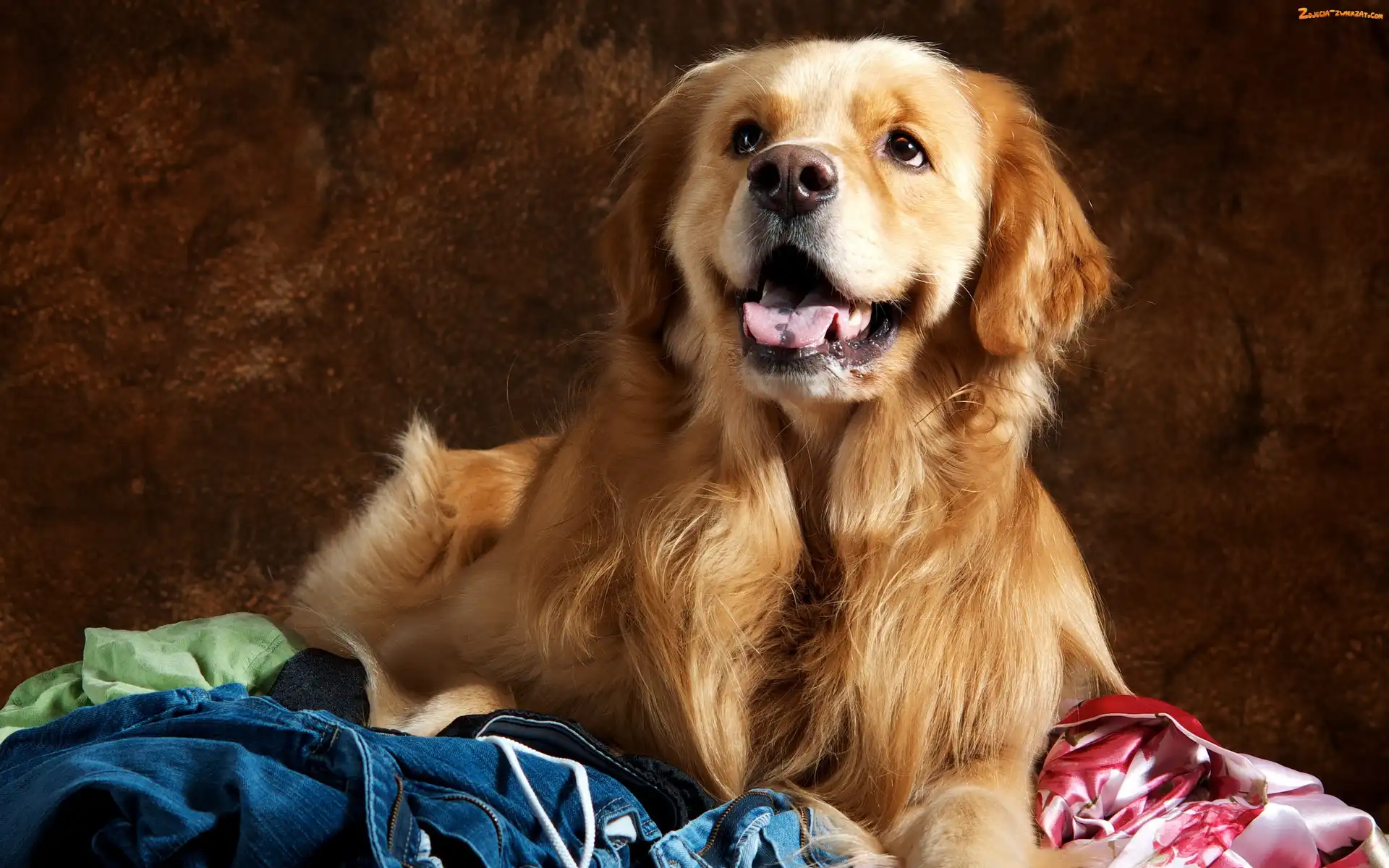 Ciuchy, Golden Retriever, Język