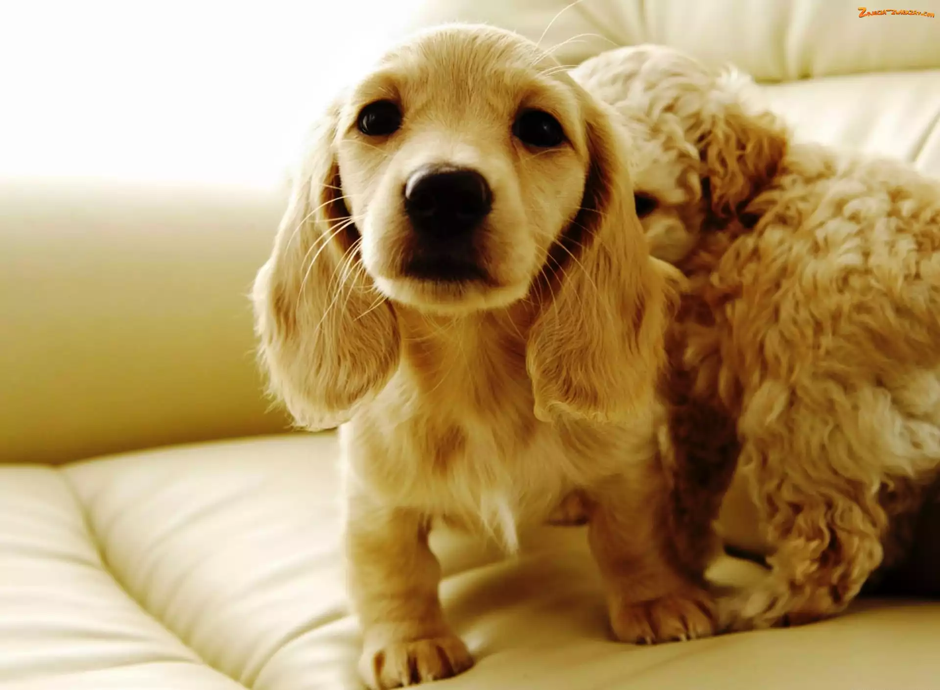 Cocker spaniel angielski, Dwa, Szczeniaki