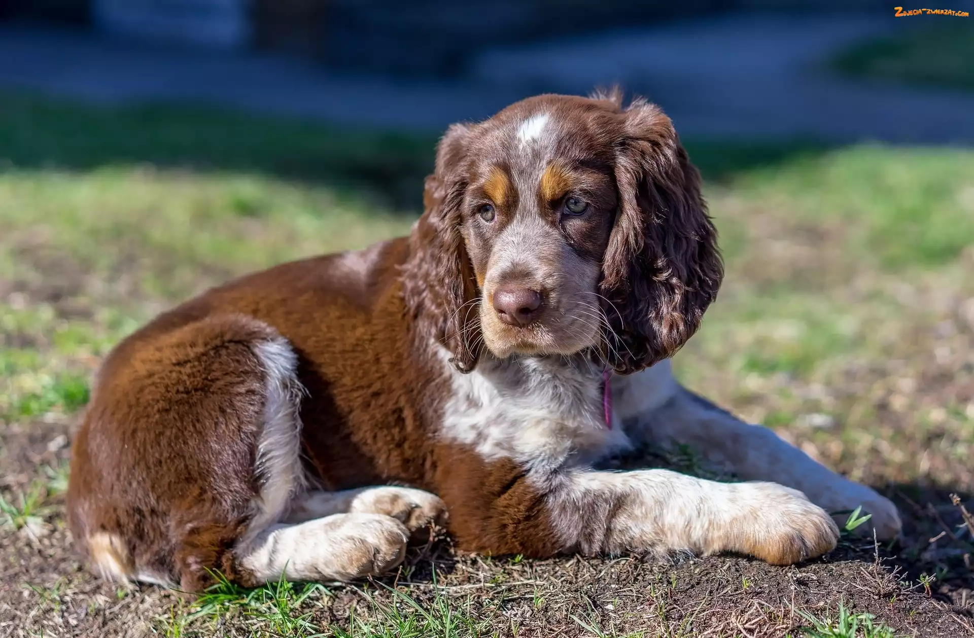 Cocker spaniel angielski, Pies, Szczeniak