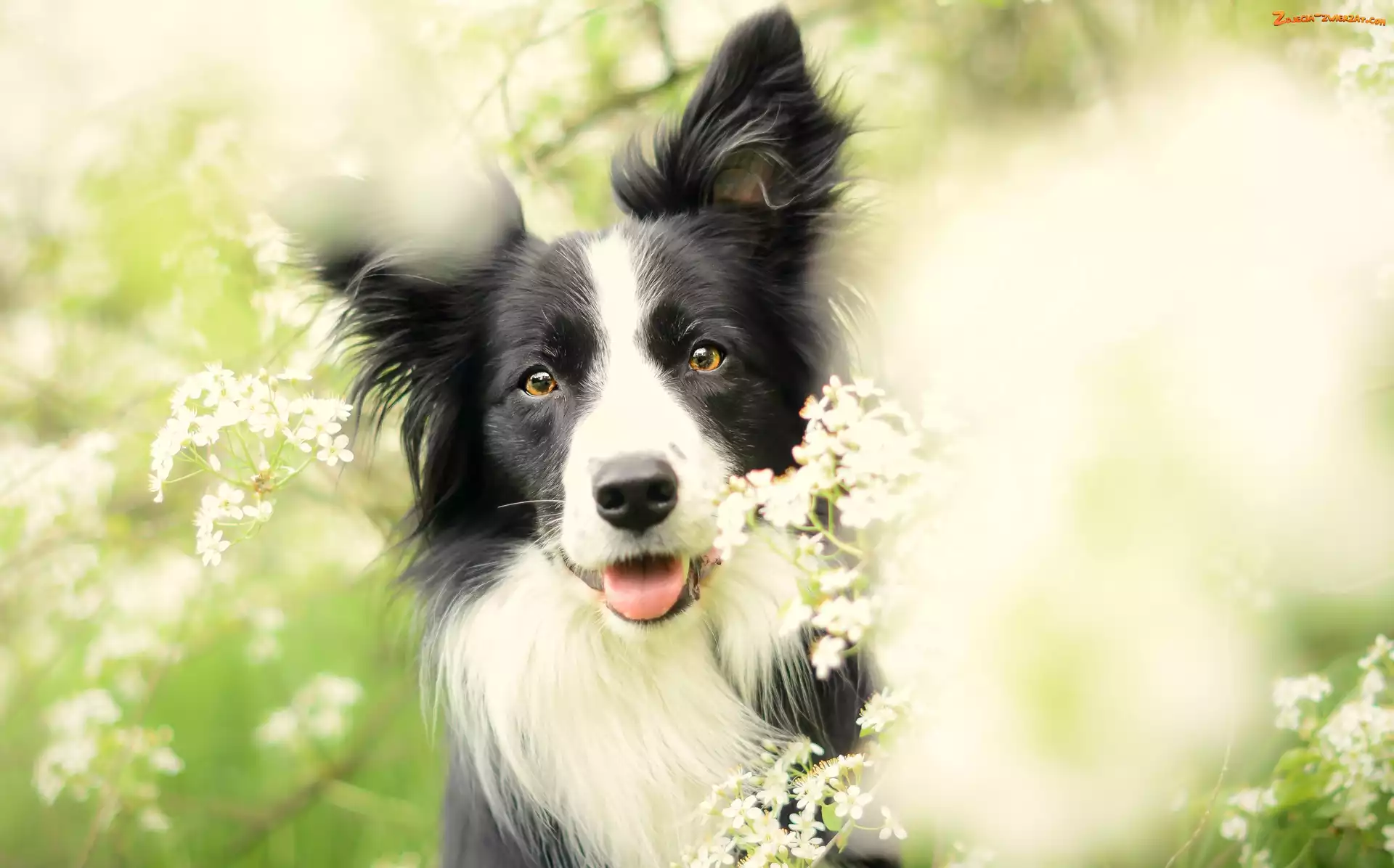 Łąka, Border Collie, Kwiaty