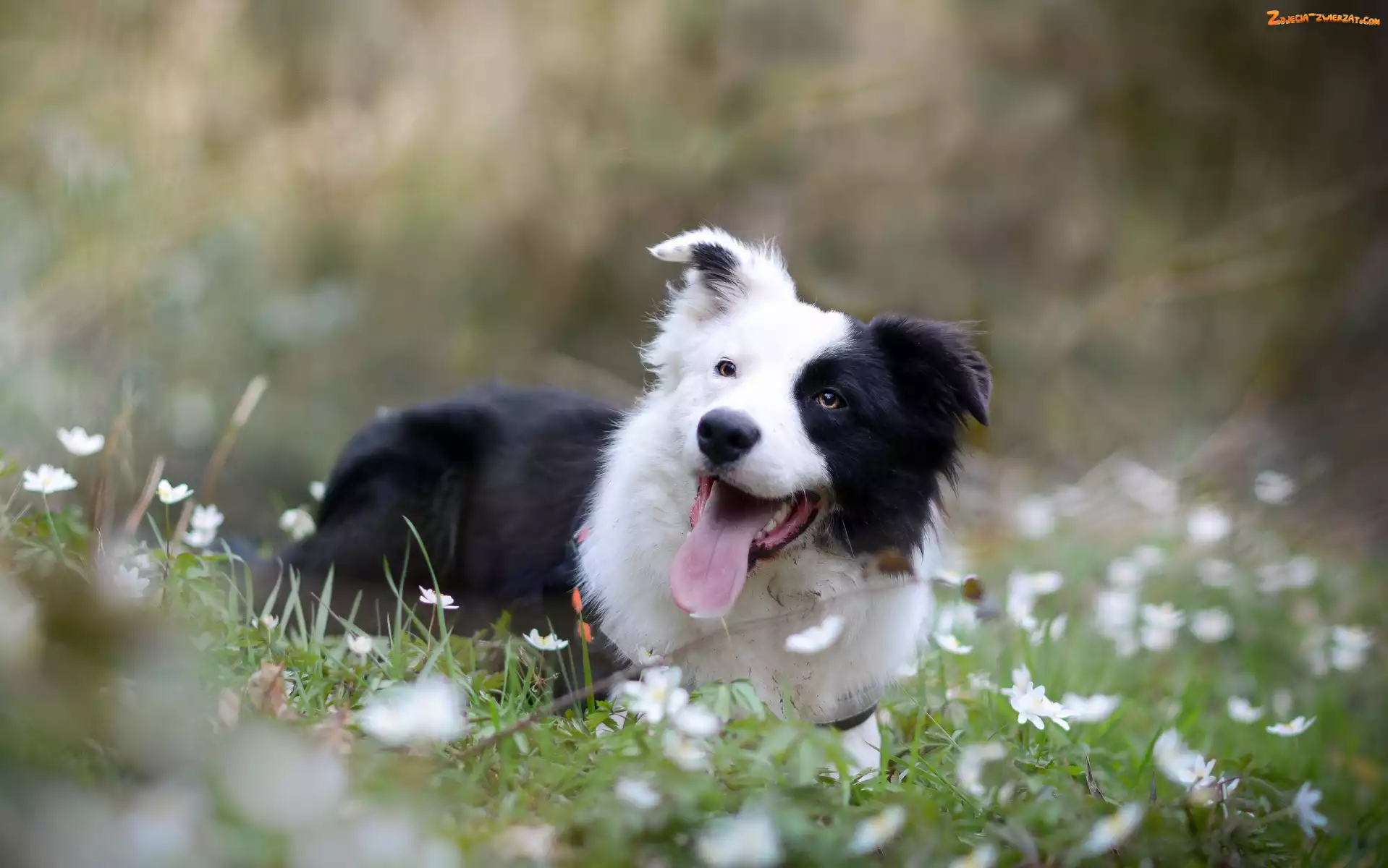 Łąka, Border collie, Zdyszany