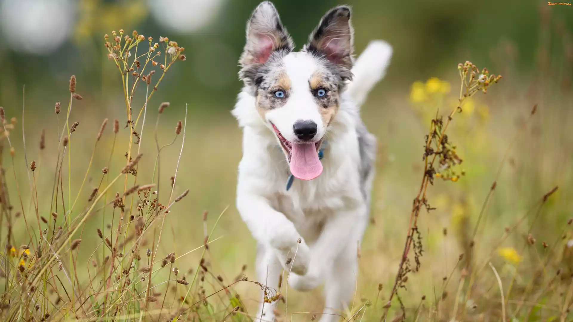 Border collie, Łąka