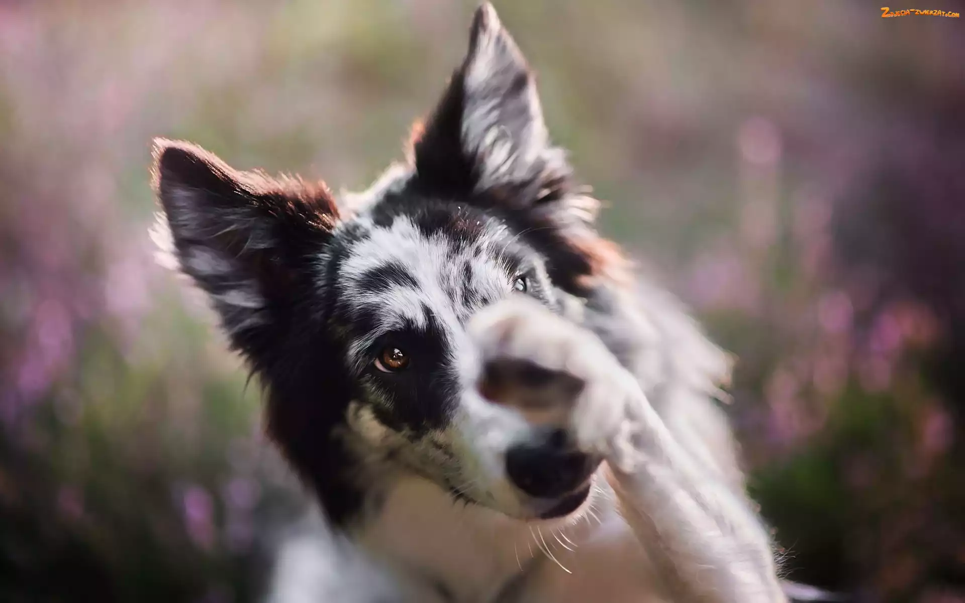 Łapka, Border collie, Pyszczek