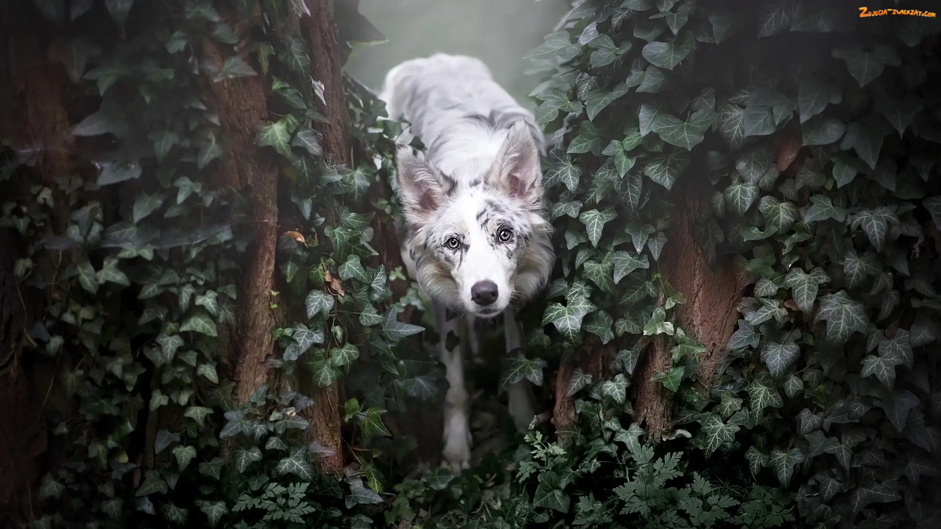 Border collie, Bluszcz
