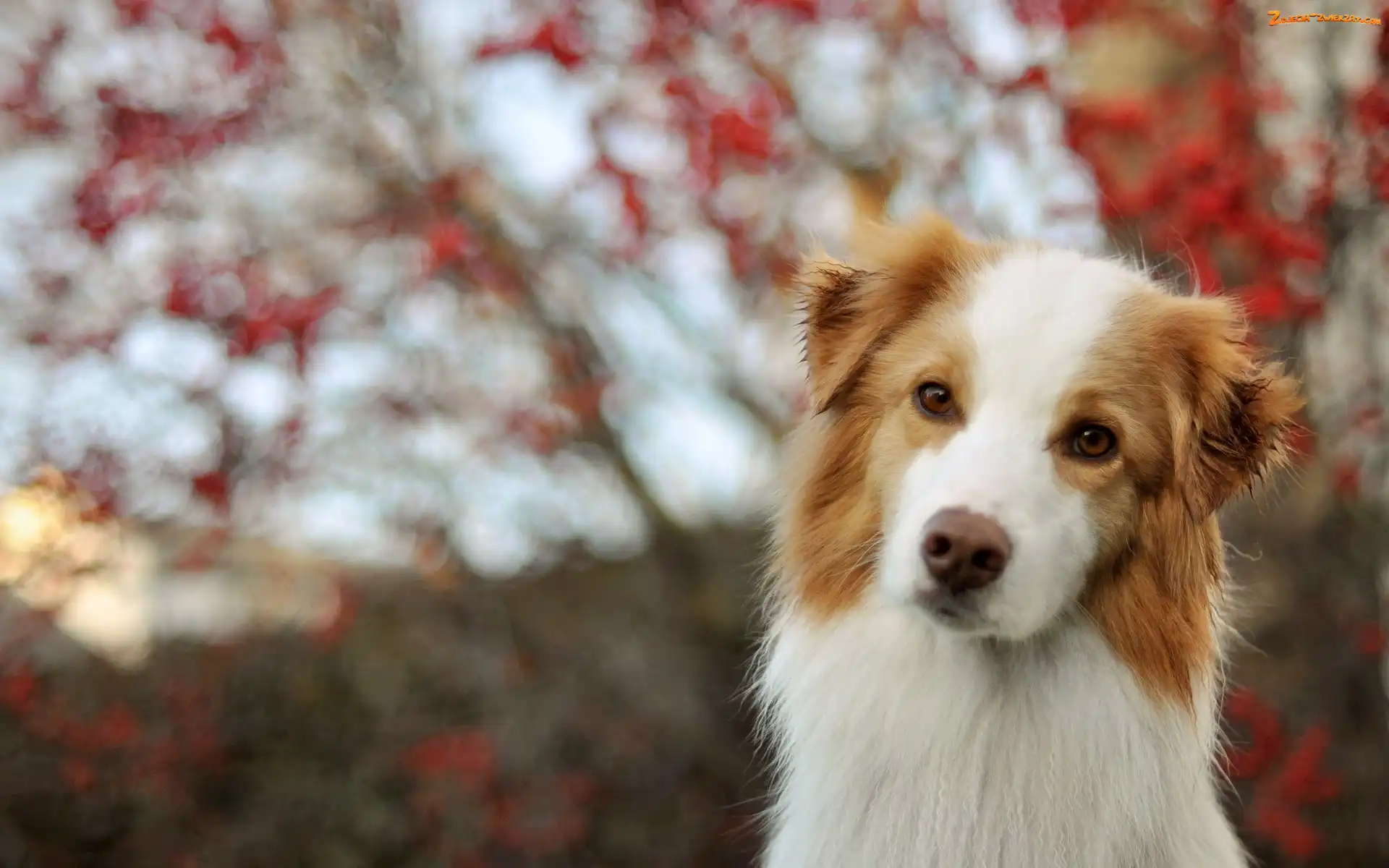 Collie, Bokeh, Border, Czerwony