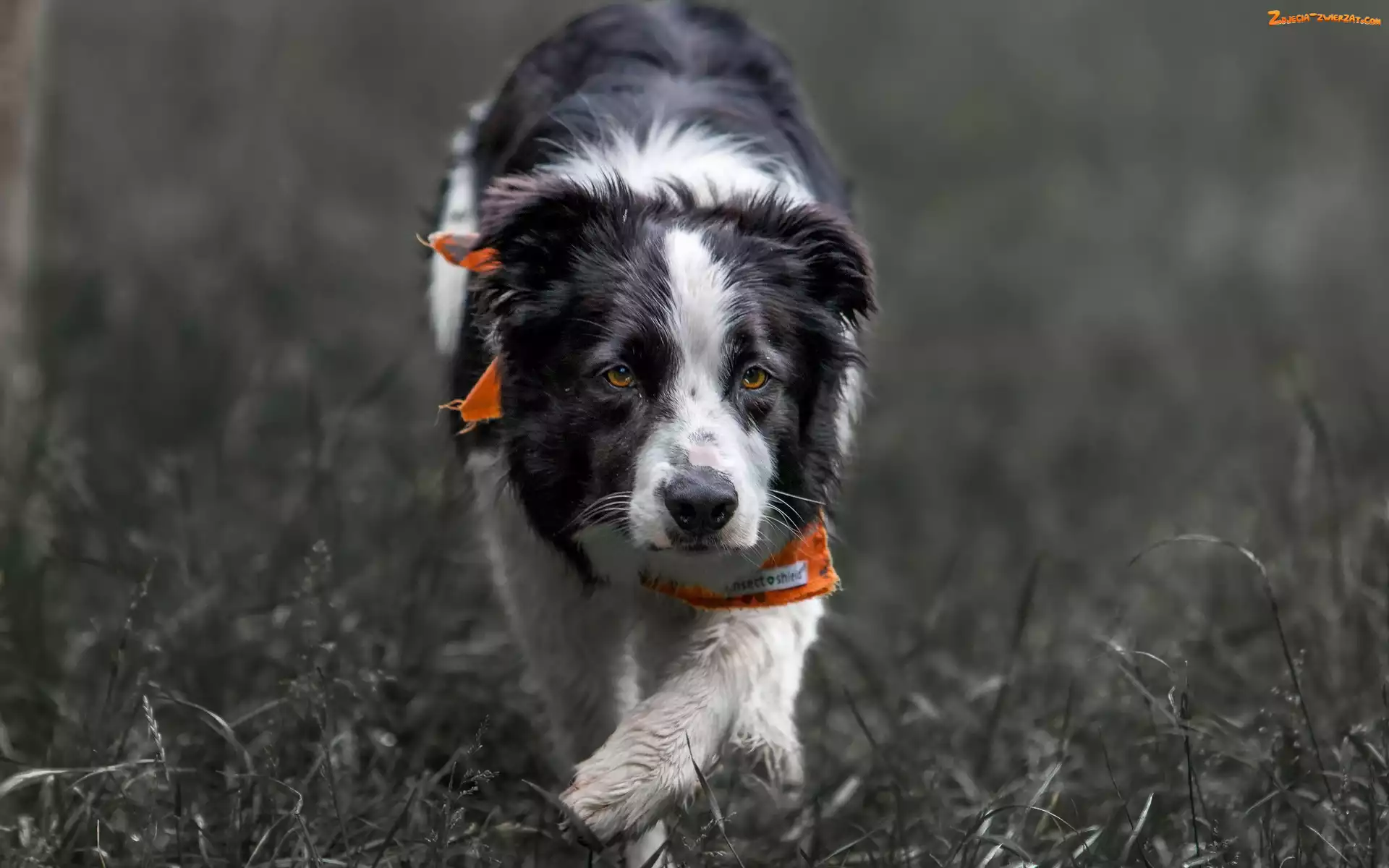 Border collie, Chustka