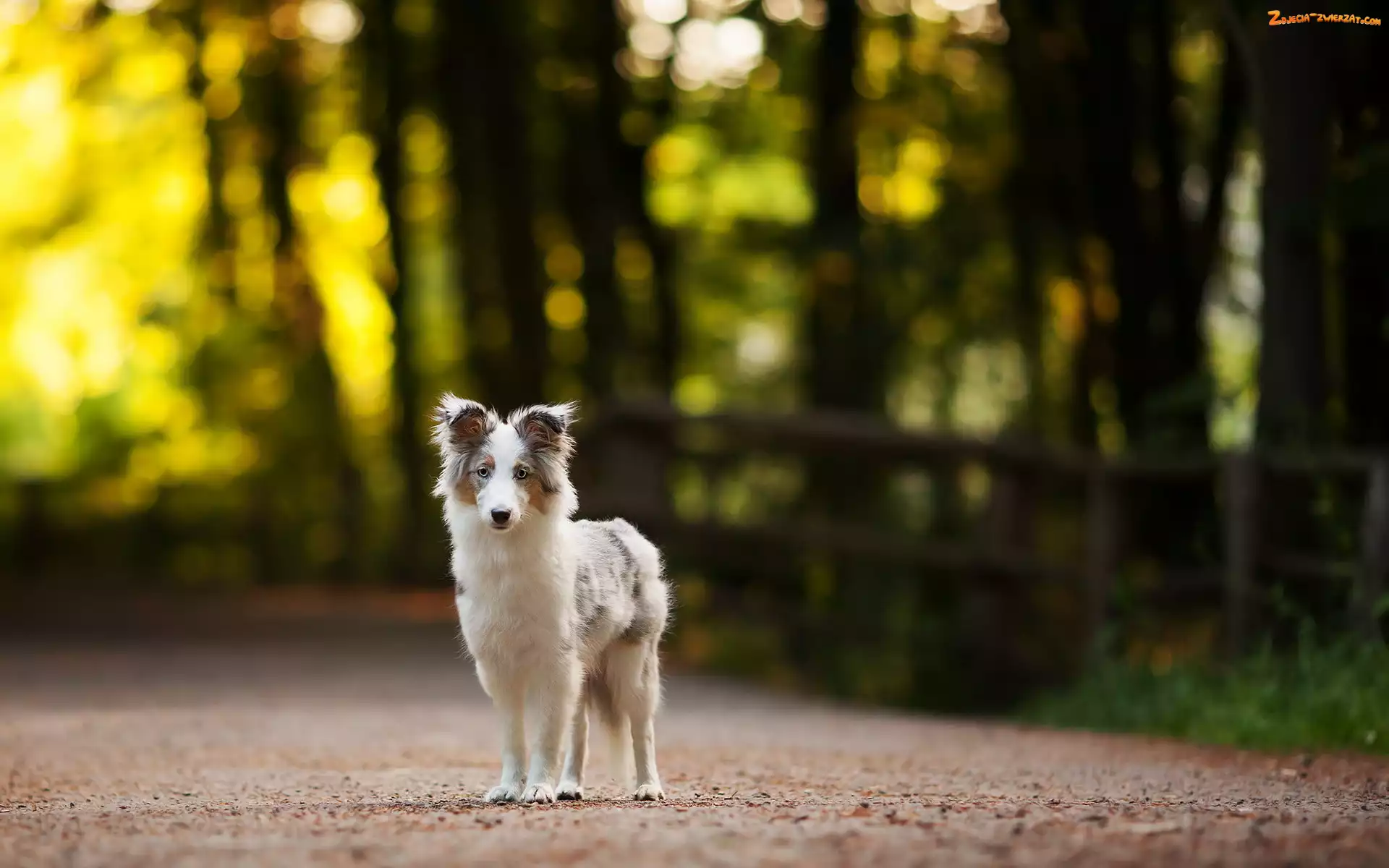 Border collie, Droga