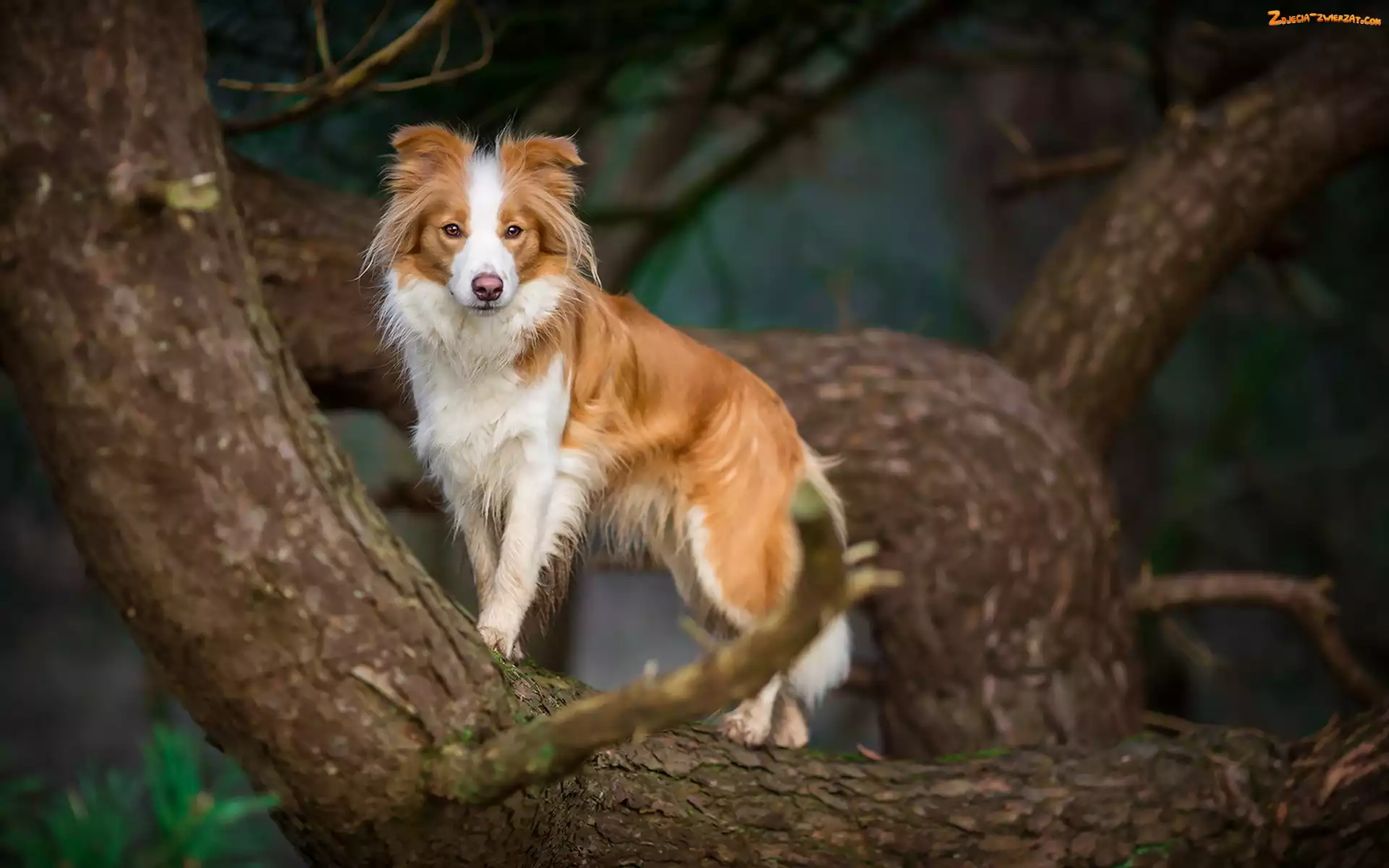 Border collie, Drzewo