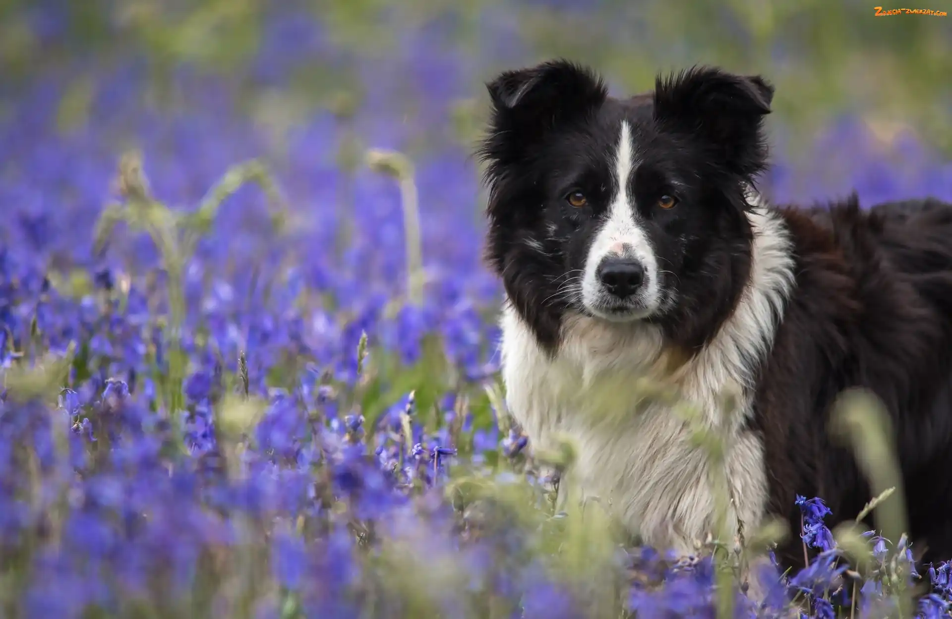 Collie, Pies, Dzwonki, Kwiaty, Border, Łąka