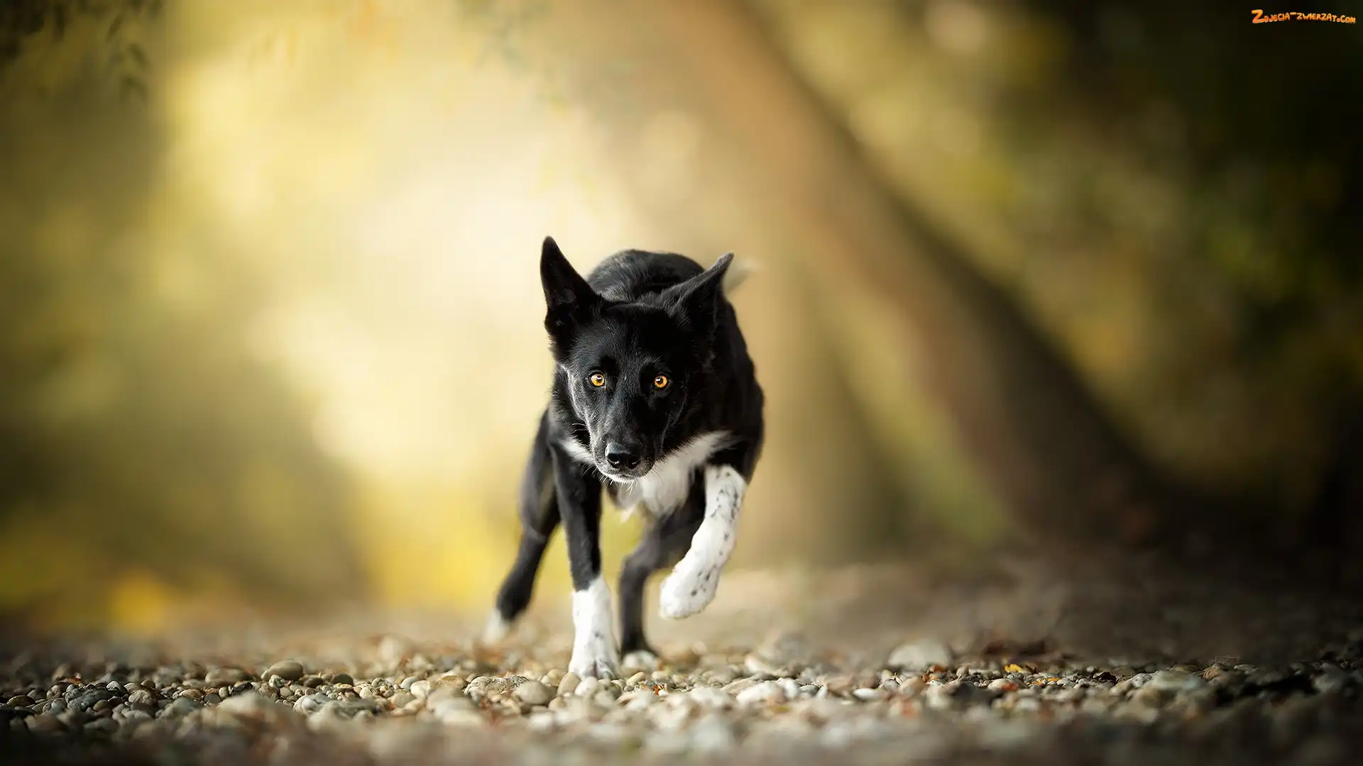 Border collie, Pies, Tło, Rozmyte, Biegnący, Kamienie
