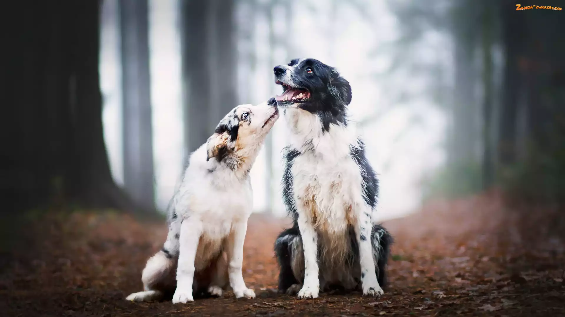 Border collie, Dwa, Liście, Dróżka, Psy, Las