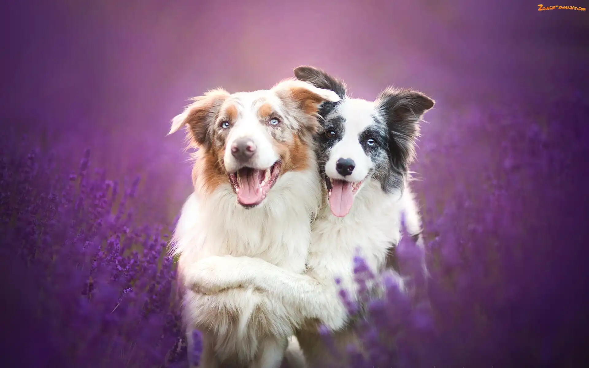 Border collie, Lavenda