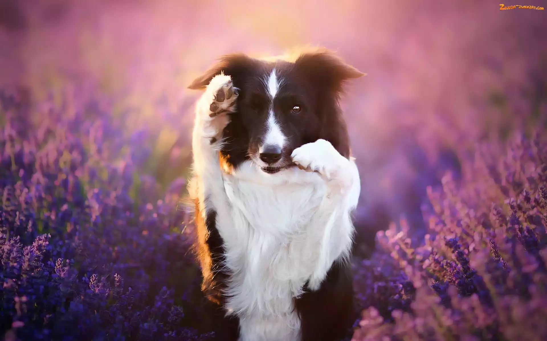Border collie, Lawenda