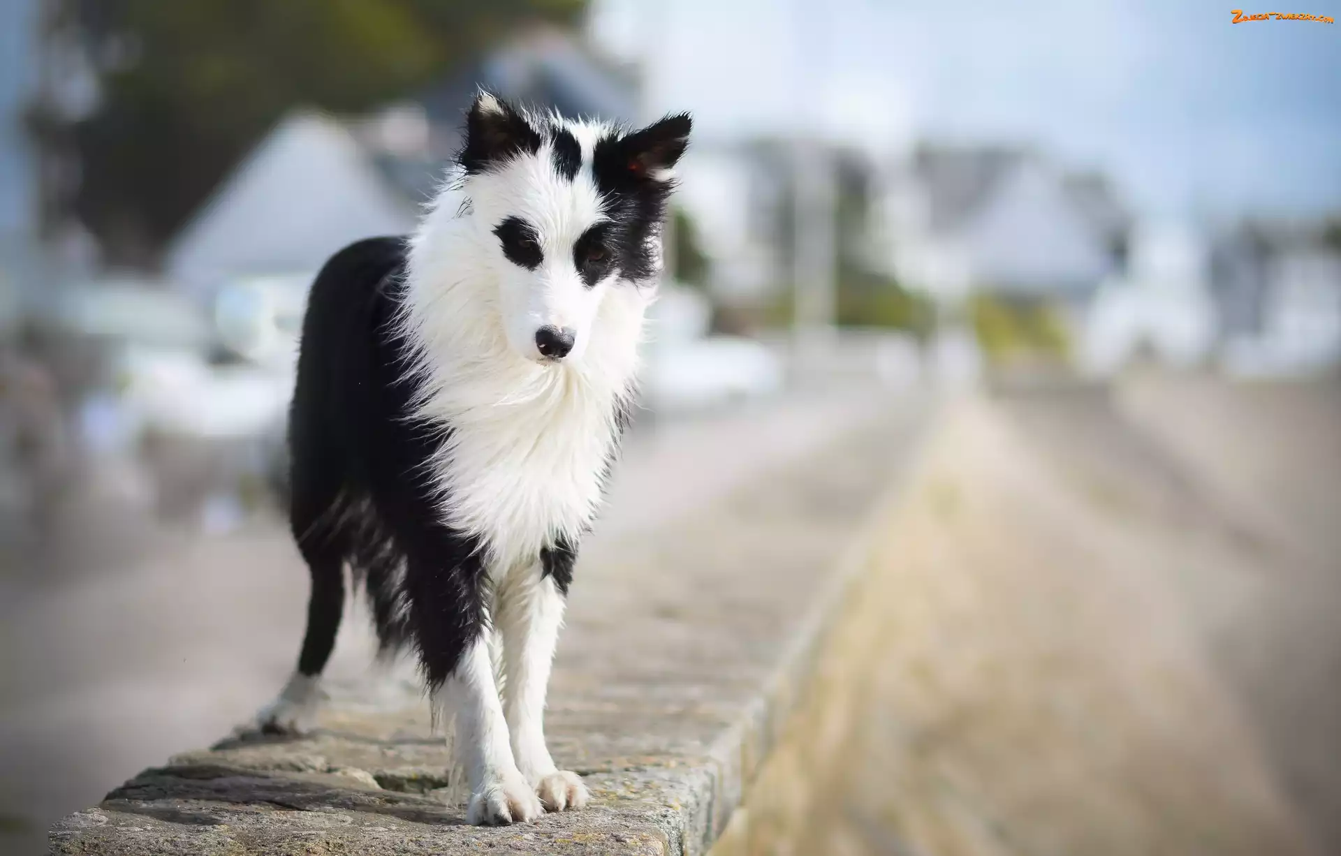 Border collie, Murek