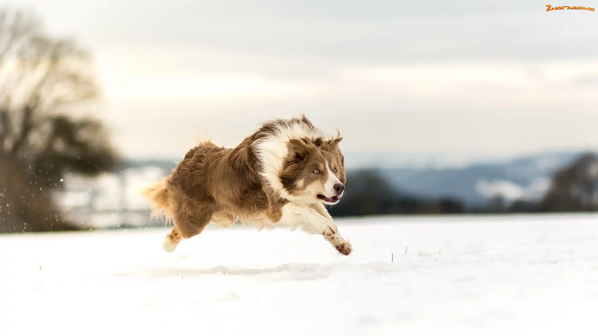 Śnieg, Border collie, Bieg