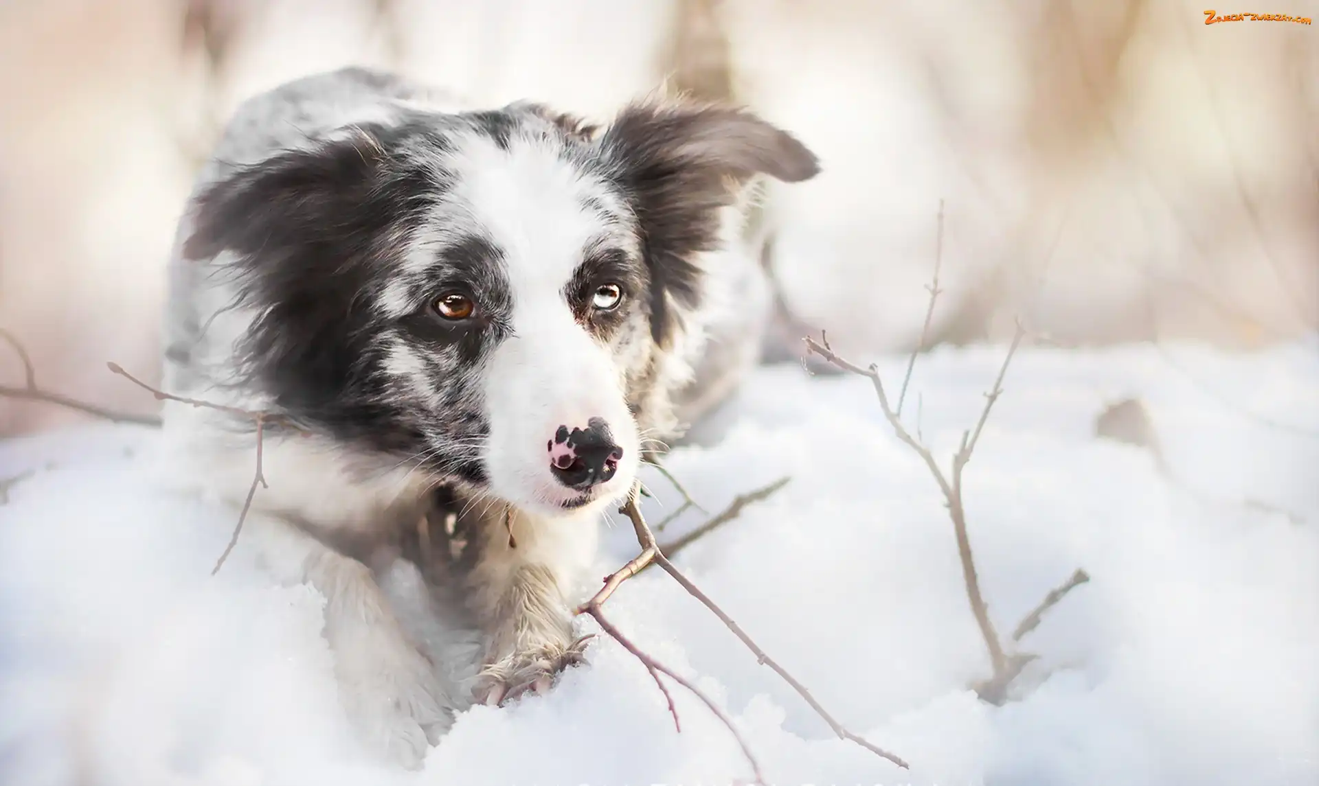 Border collie, Śnieg