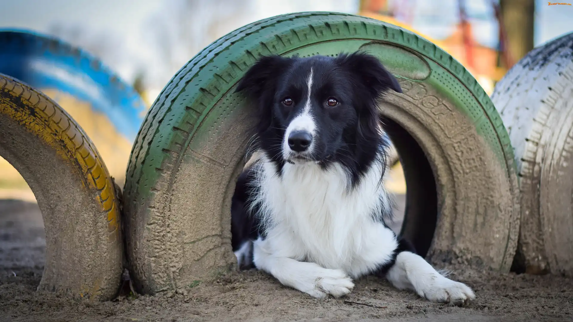 Border collie, Opony
