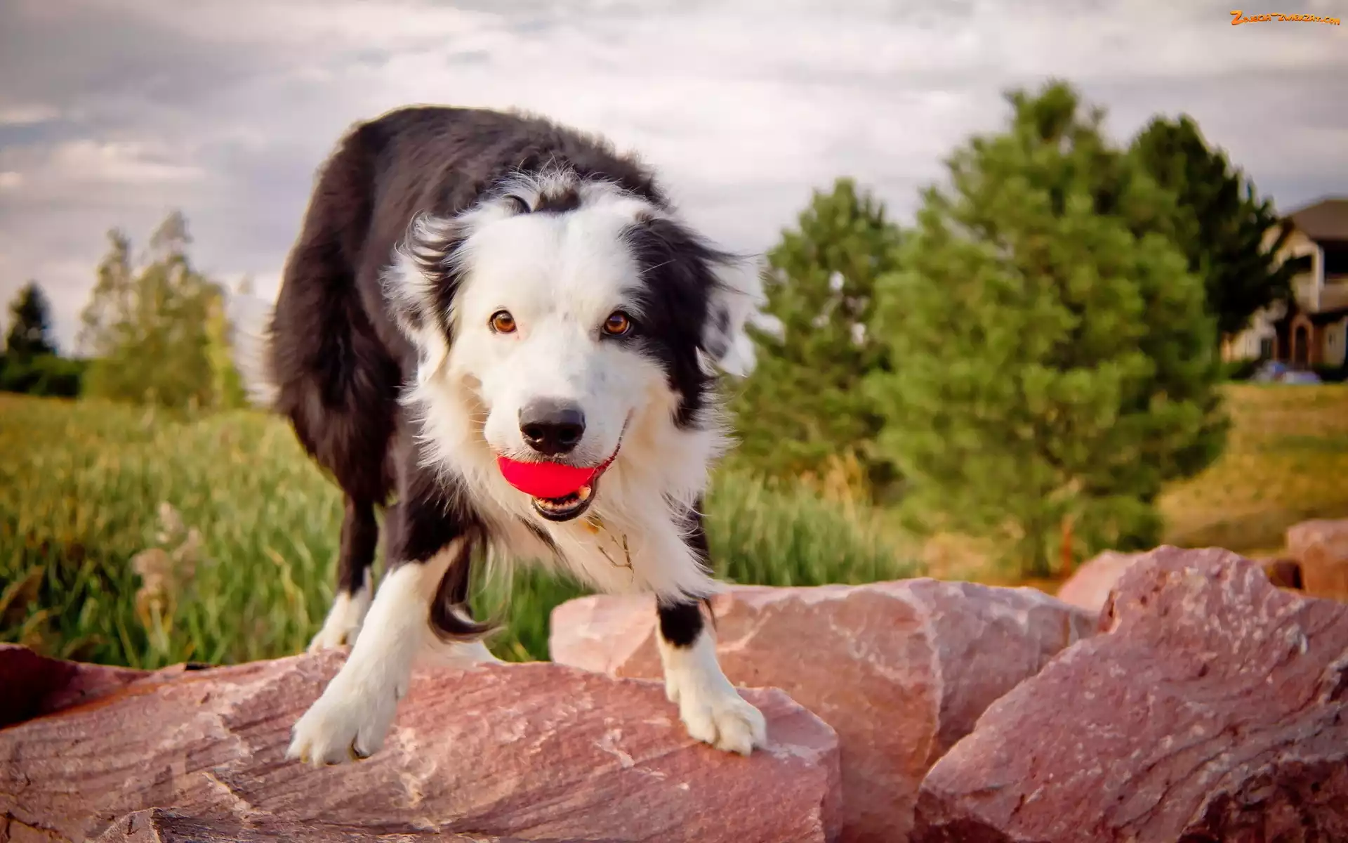 Collie, Piłeczką, Border, Z