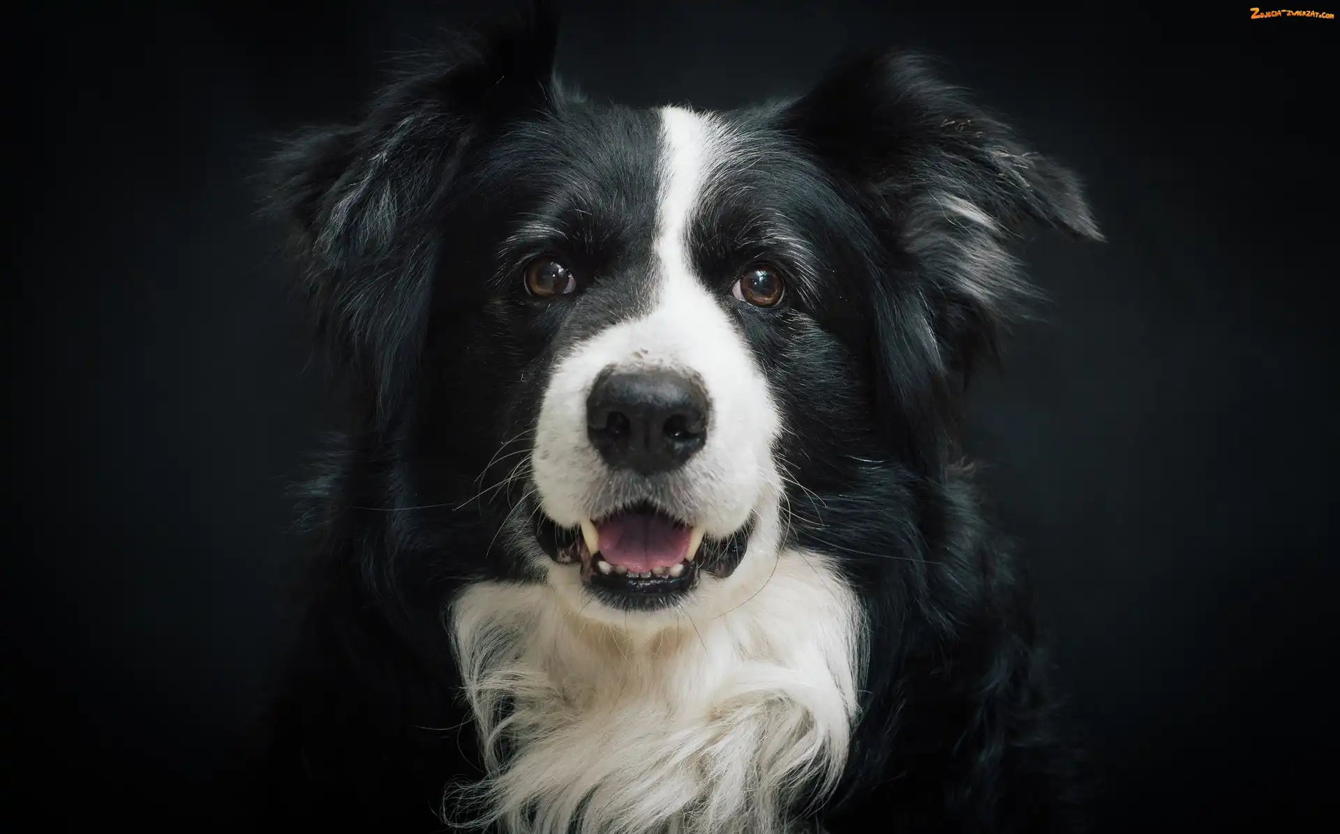 Border collie, Pyszczek