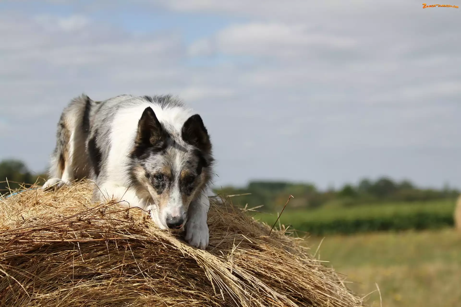 Border collie, Siano
