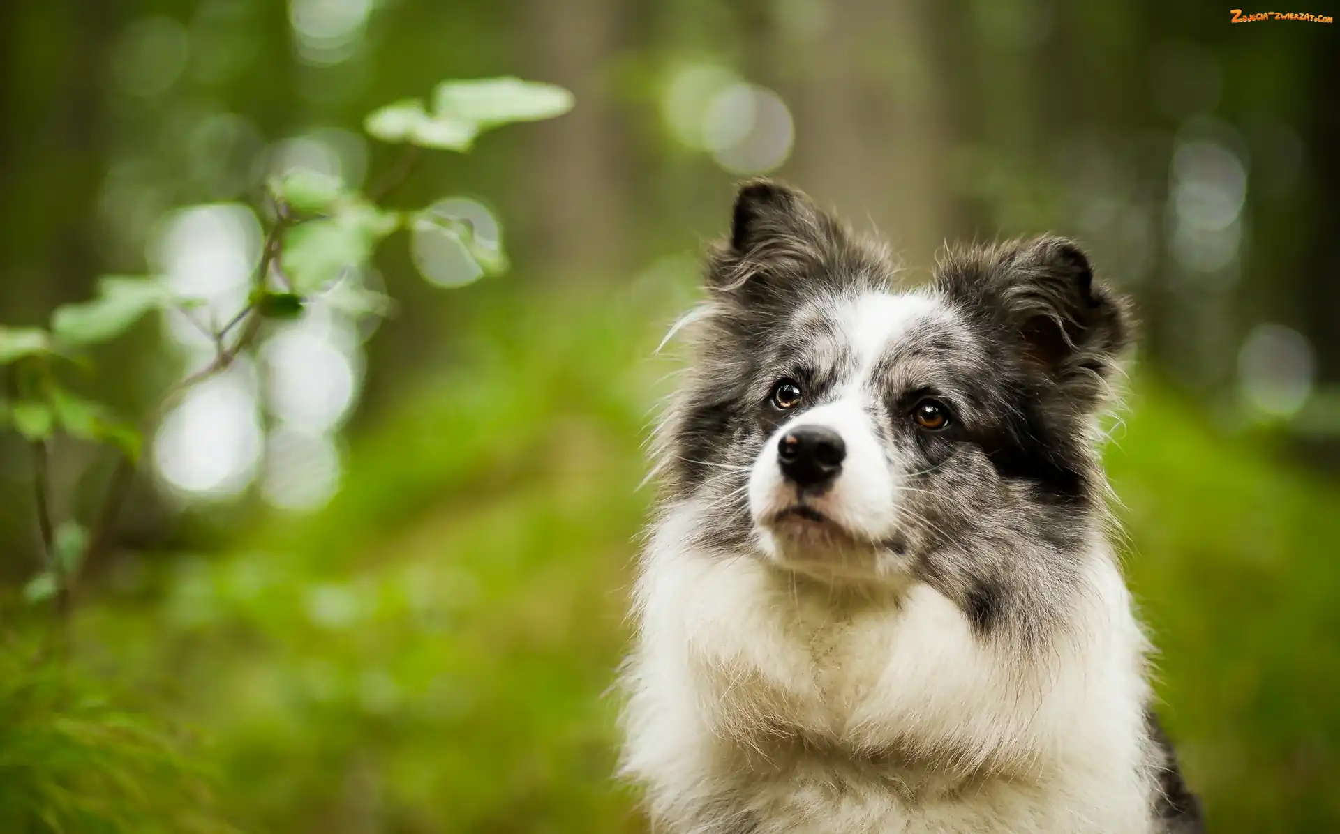 Border collie, Spojrzenie