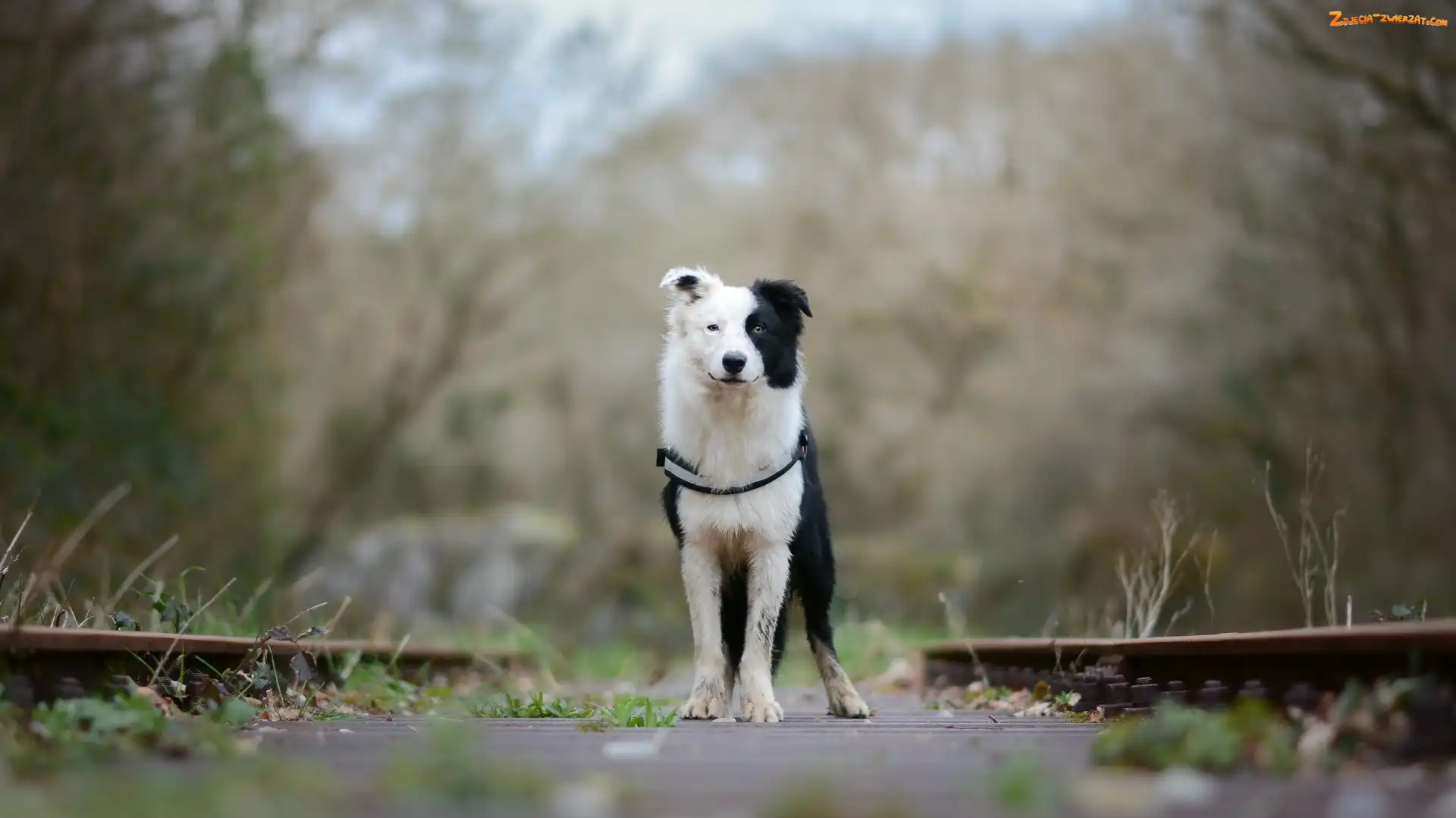Border collie, Tory