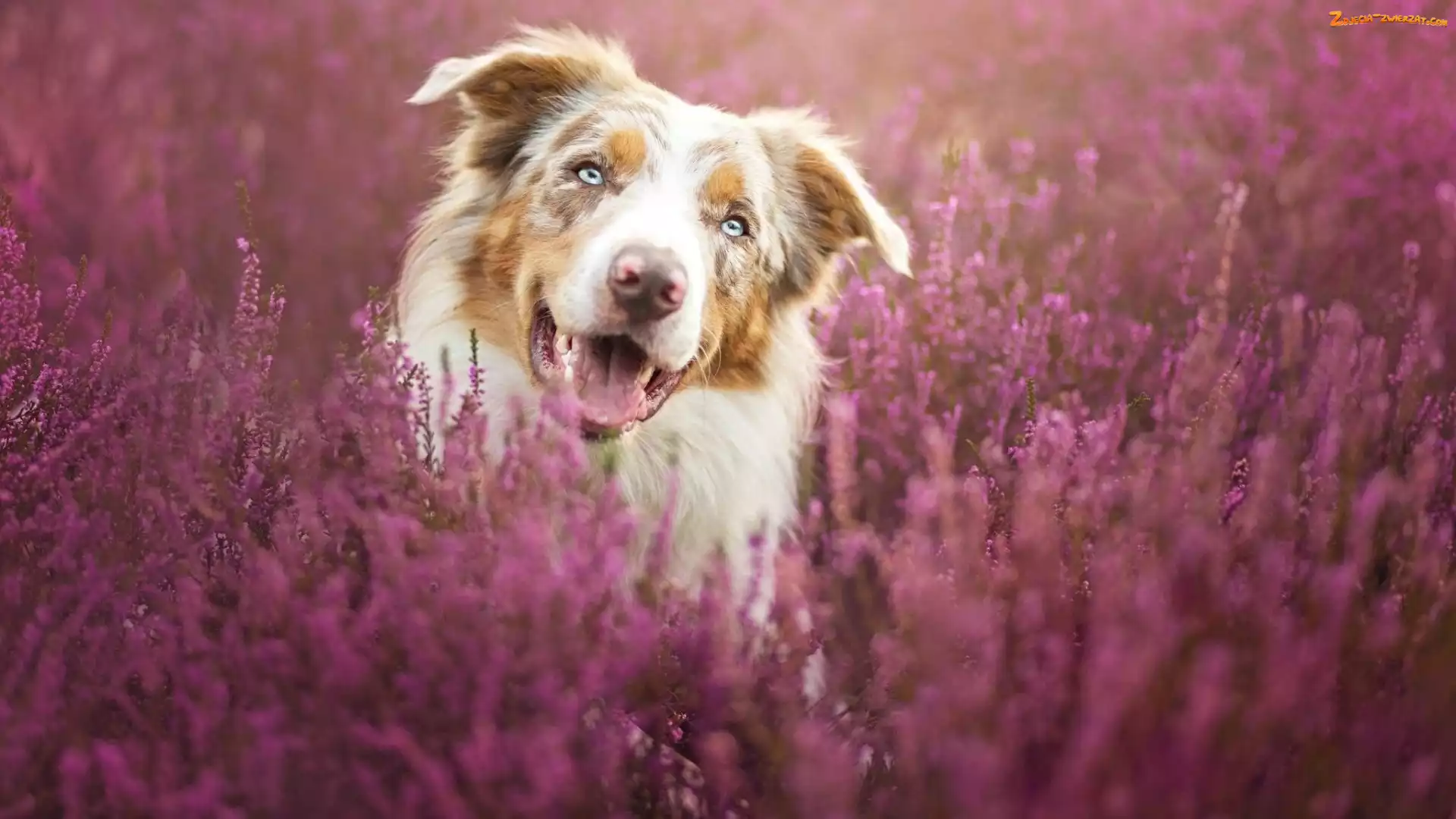 Border collie, Wrzos
