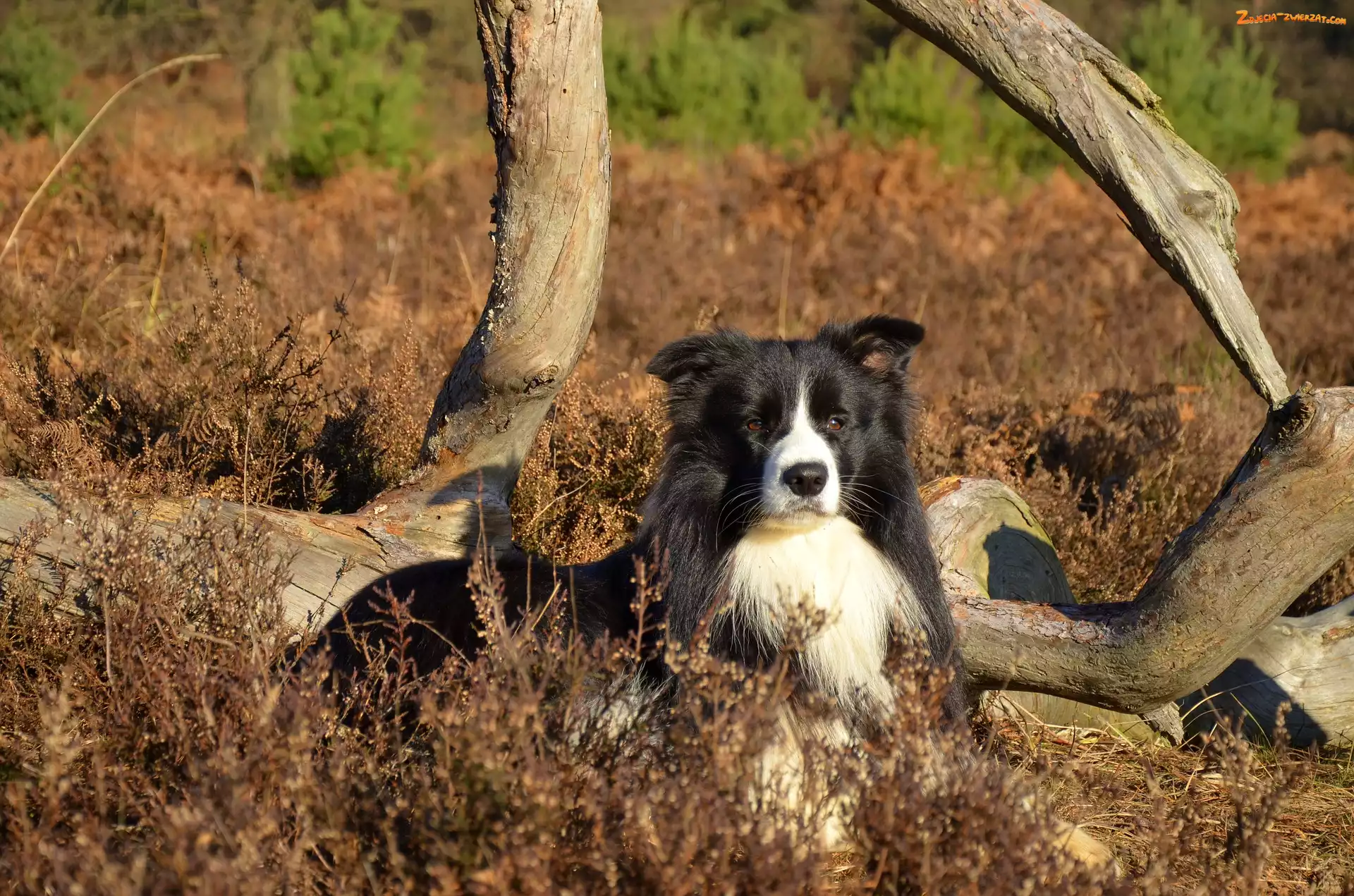 Łąka, Konary, Border collie, Rośliny