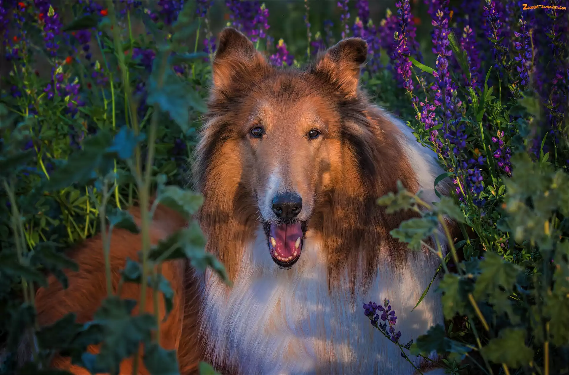 Owczarek szkocki długowłosy, Collie, Kwiaty, Pies