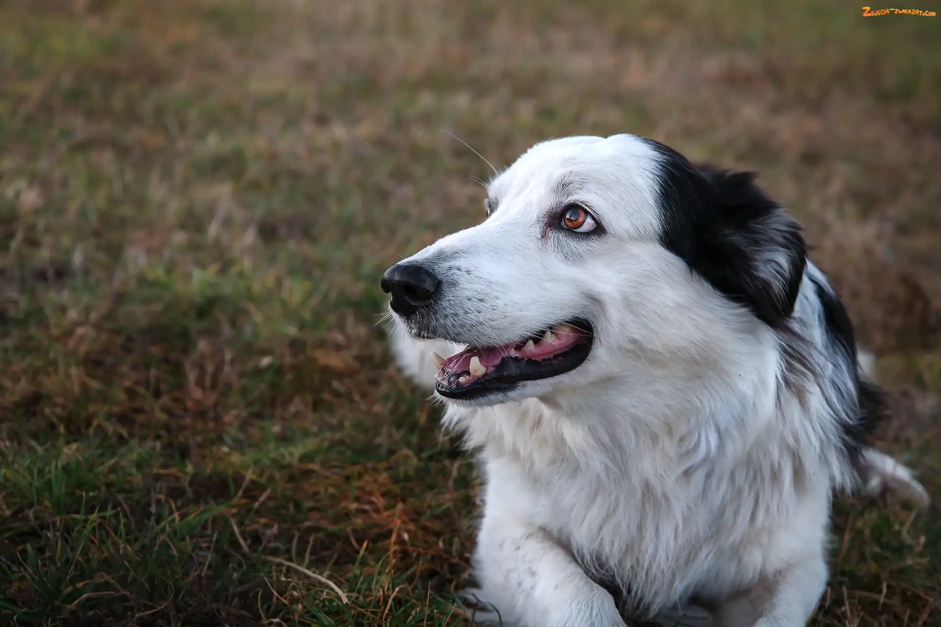 Łąka, Tło, Border collie, Rozmyte