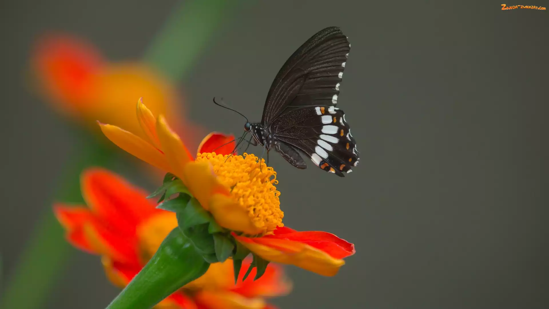 Tło, Papilio polytes romulus - Indian Common Mormon, Czarny, Kwiat, Popielate, Motyl, Pomarańczowy
