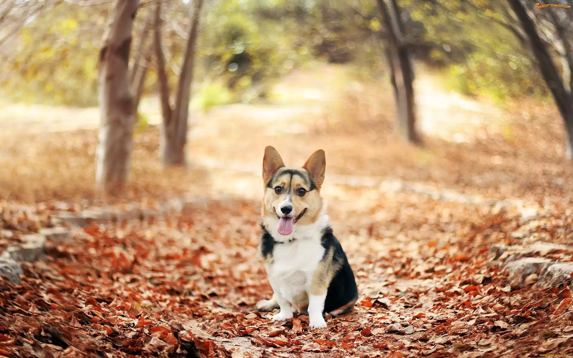 Corgi, Liście, Pies, Jesień