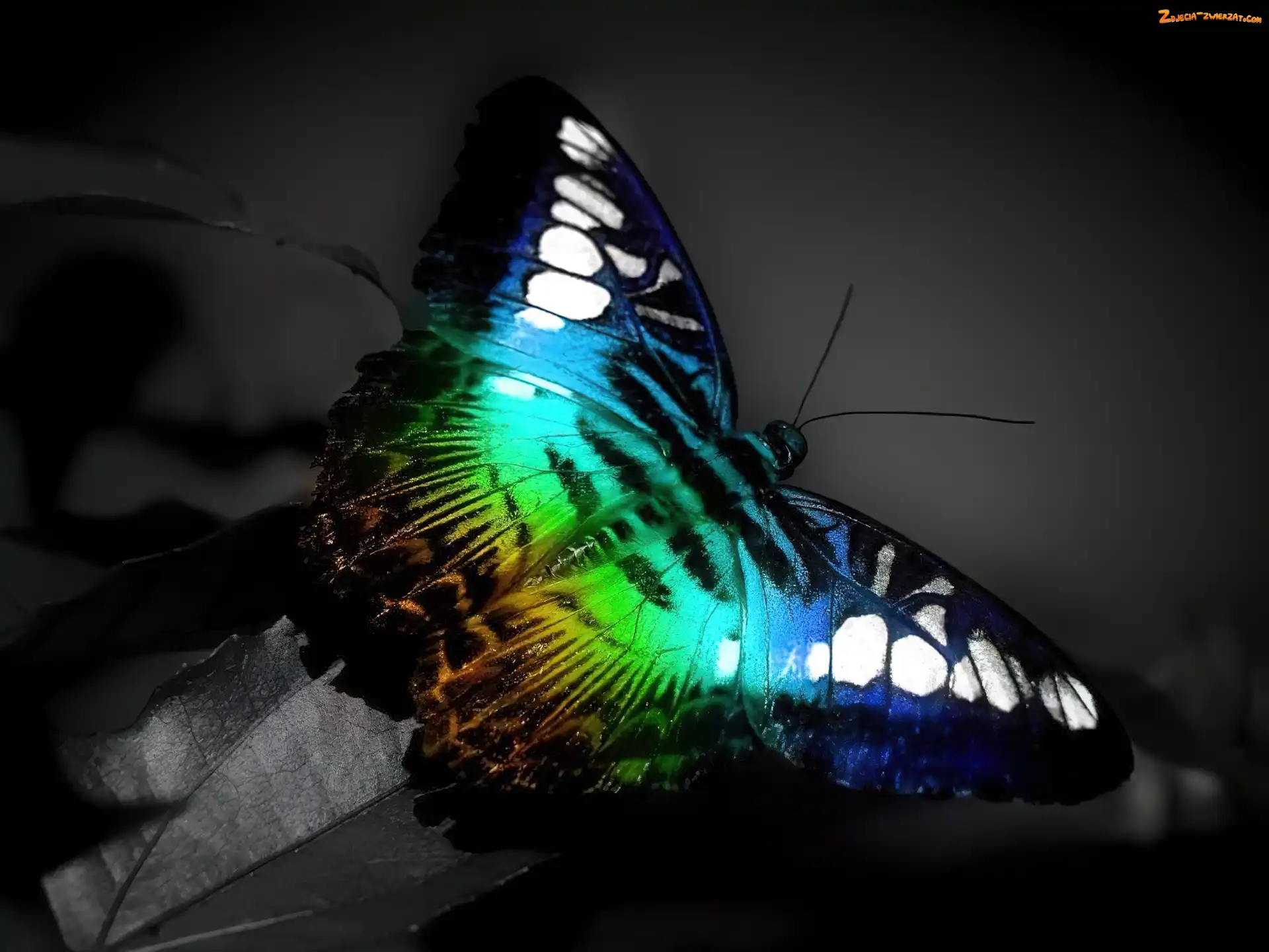 Motyl, Cudowny