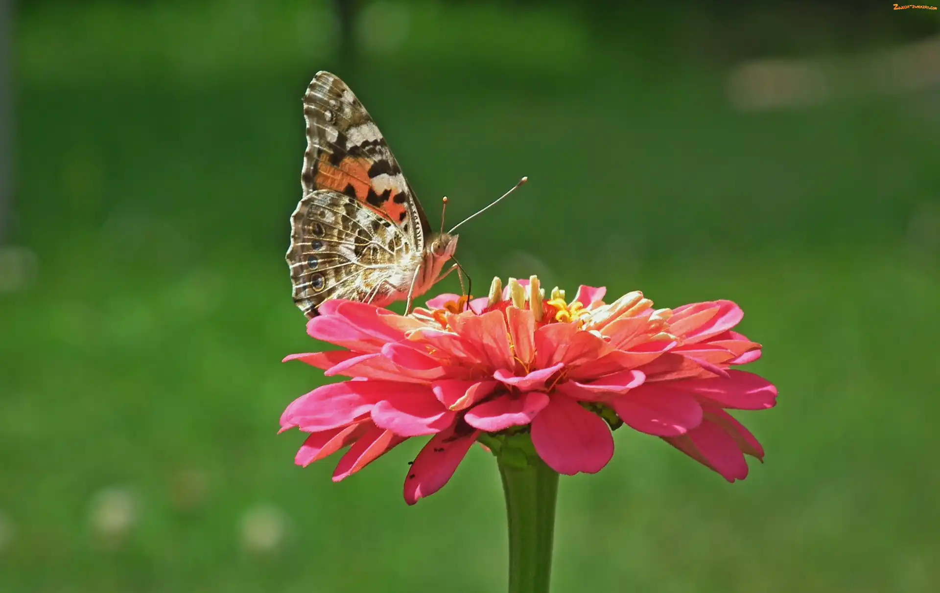 Cynia, Kwiat, Rusałka, Motyl, Osetnik