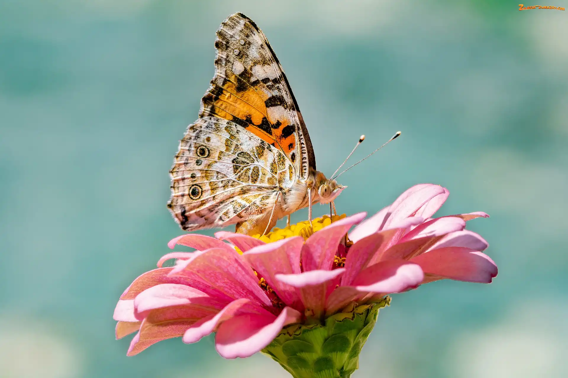 Cynia, Różowa, Rusałka osetnik, Motyl, Kwiat