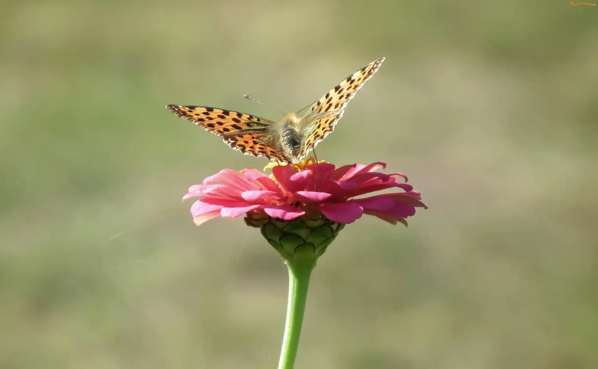 Cynia, Motyl, Perłowiec malinowiec