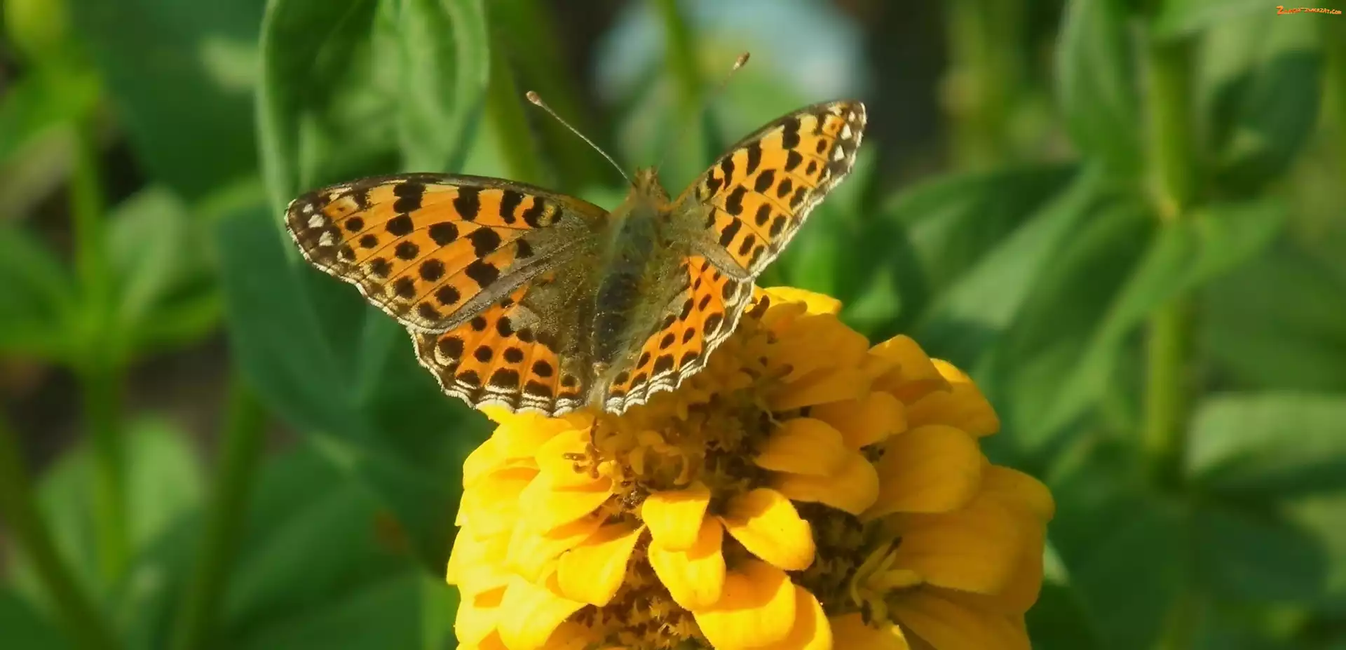 Cynia, Motyl, Perłowiec malinowiec