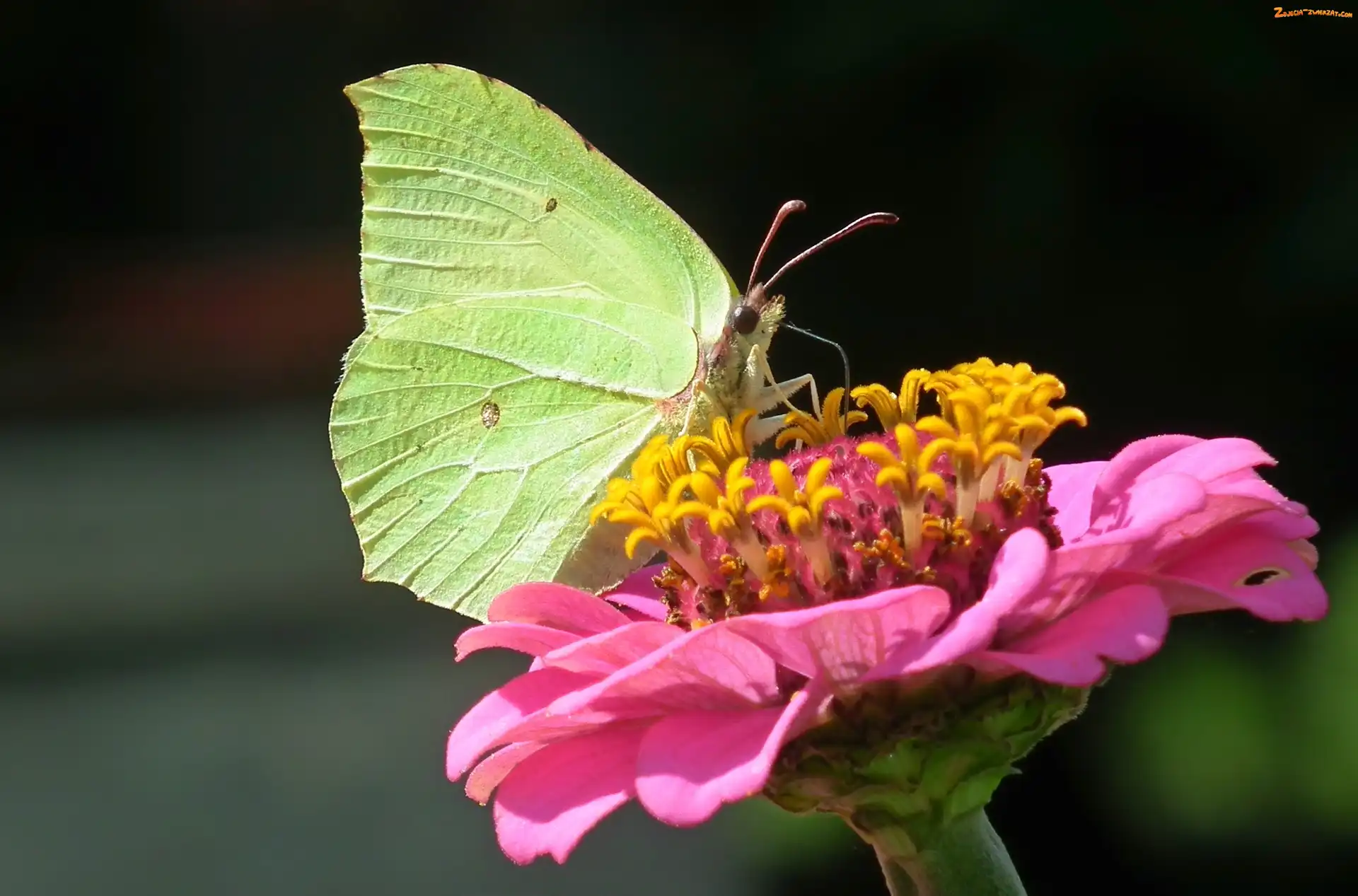 Cytrynek, Cynia, Motyl, Kwiat