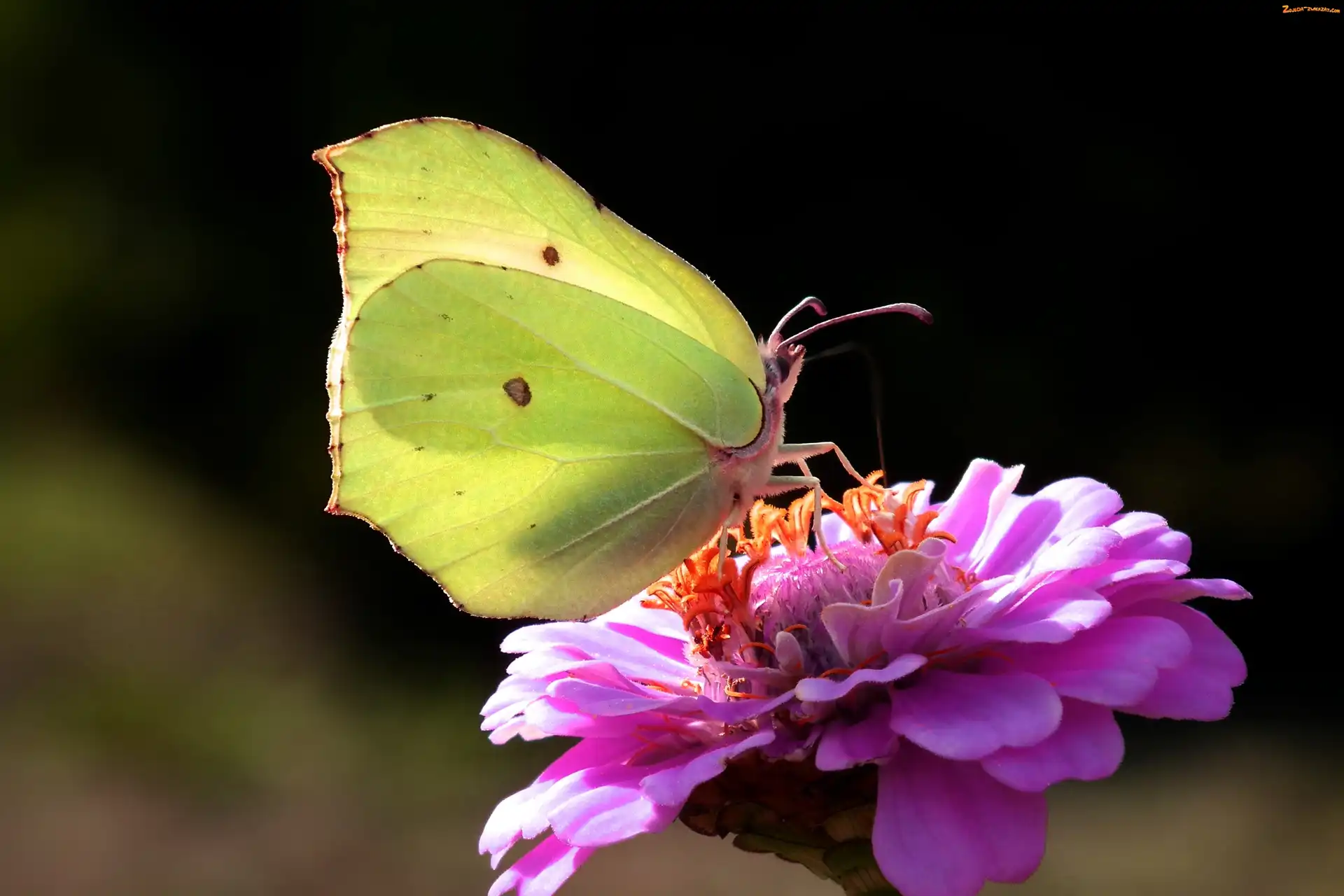Cytrynek, Cynia, Motyl, Kwiat