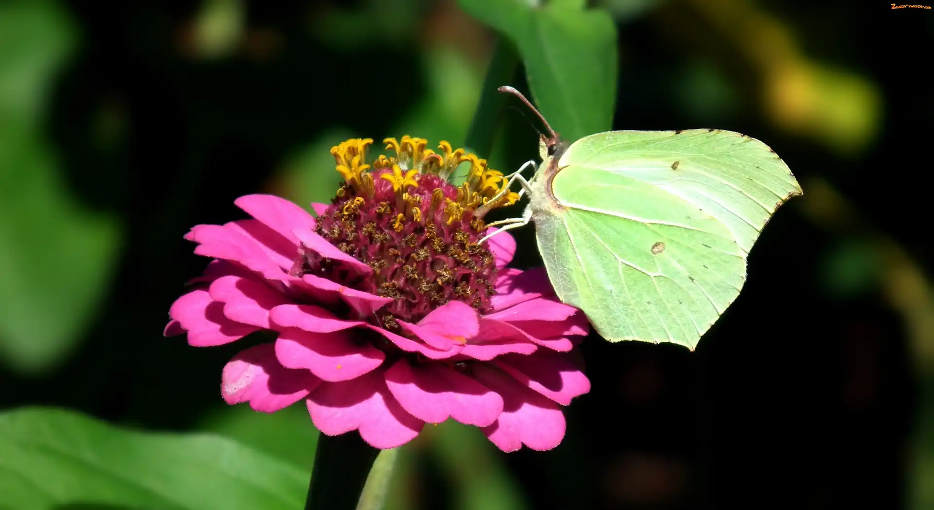 Cytrynek, Cynia, Motyl, Kwiat