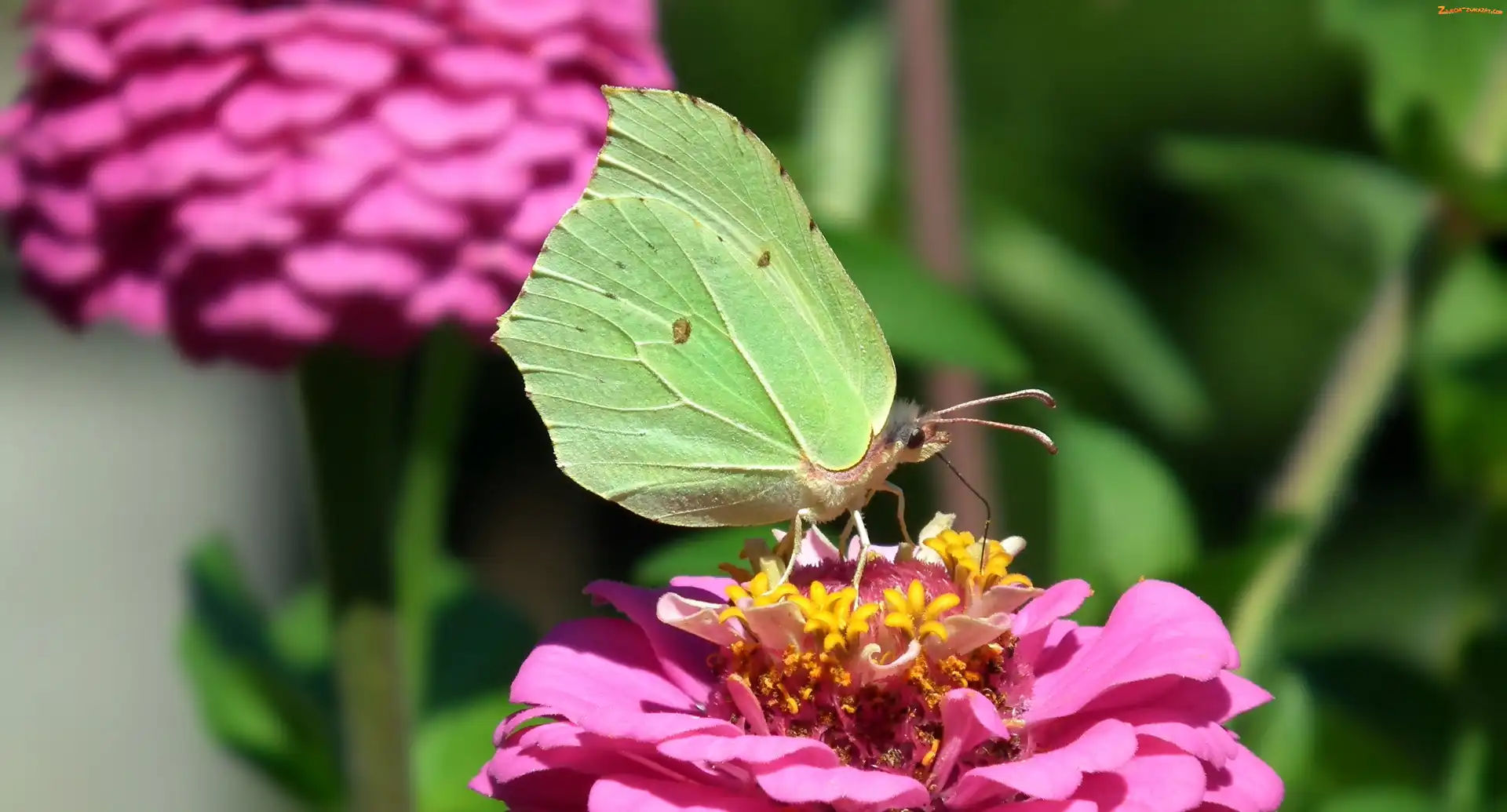 Cytrynek, Cynia, Motyl, Kwiat
