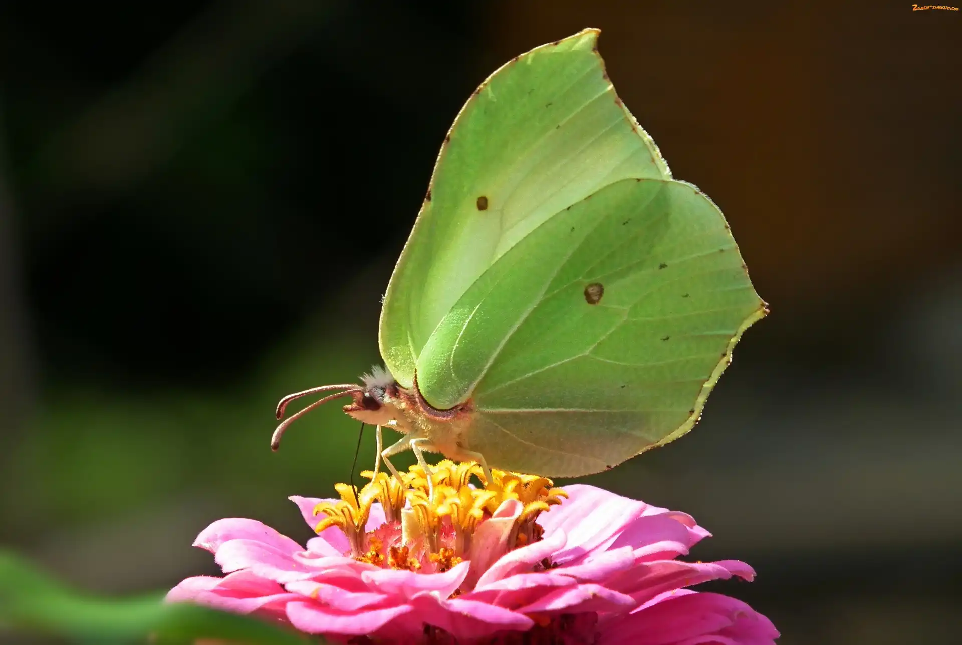 Cytrynek, Cynia, Motyl, Kwiat