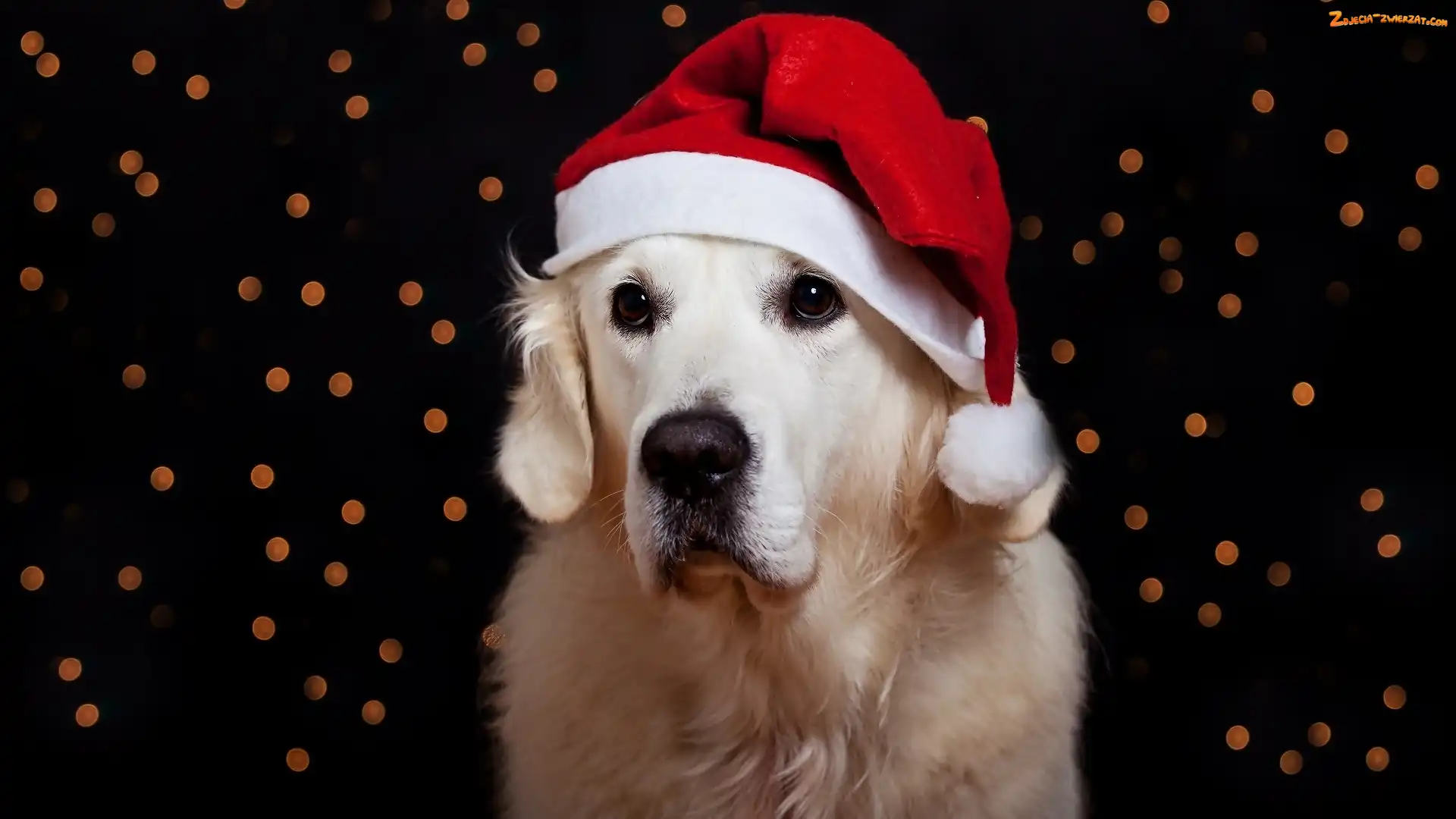 Czapeczka, Świąteczny, Golden Retriever
