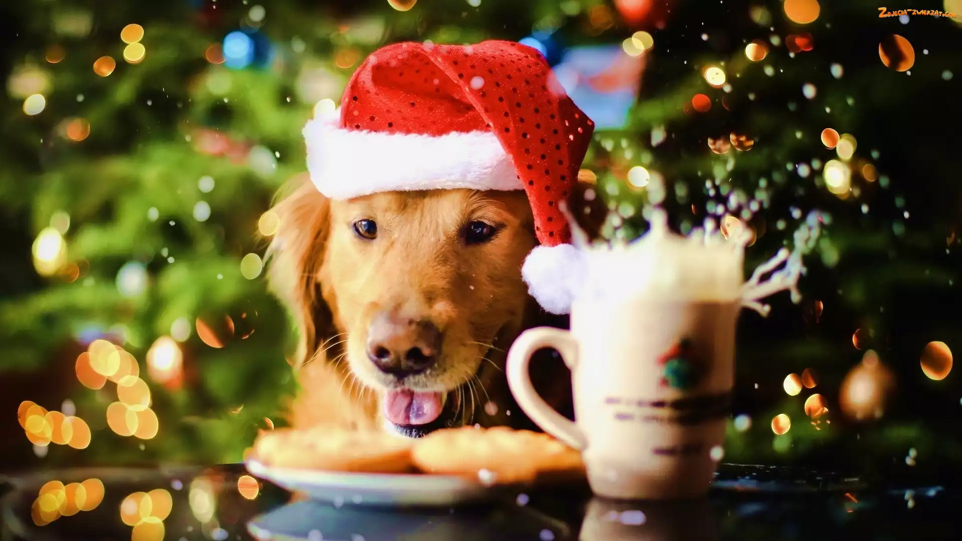 Kubek, Mikołaja, Golden retriever, Pies, Czapka