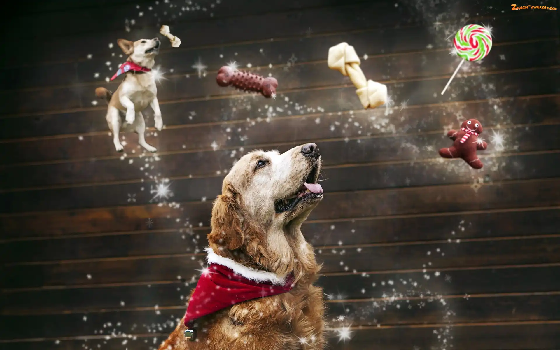 Przysmaki, Pies, Golden retriever